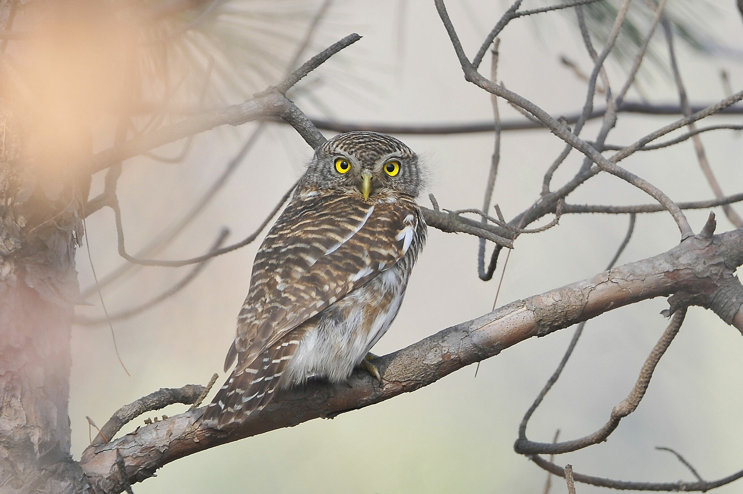 Barred owlet...