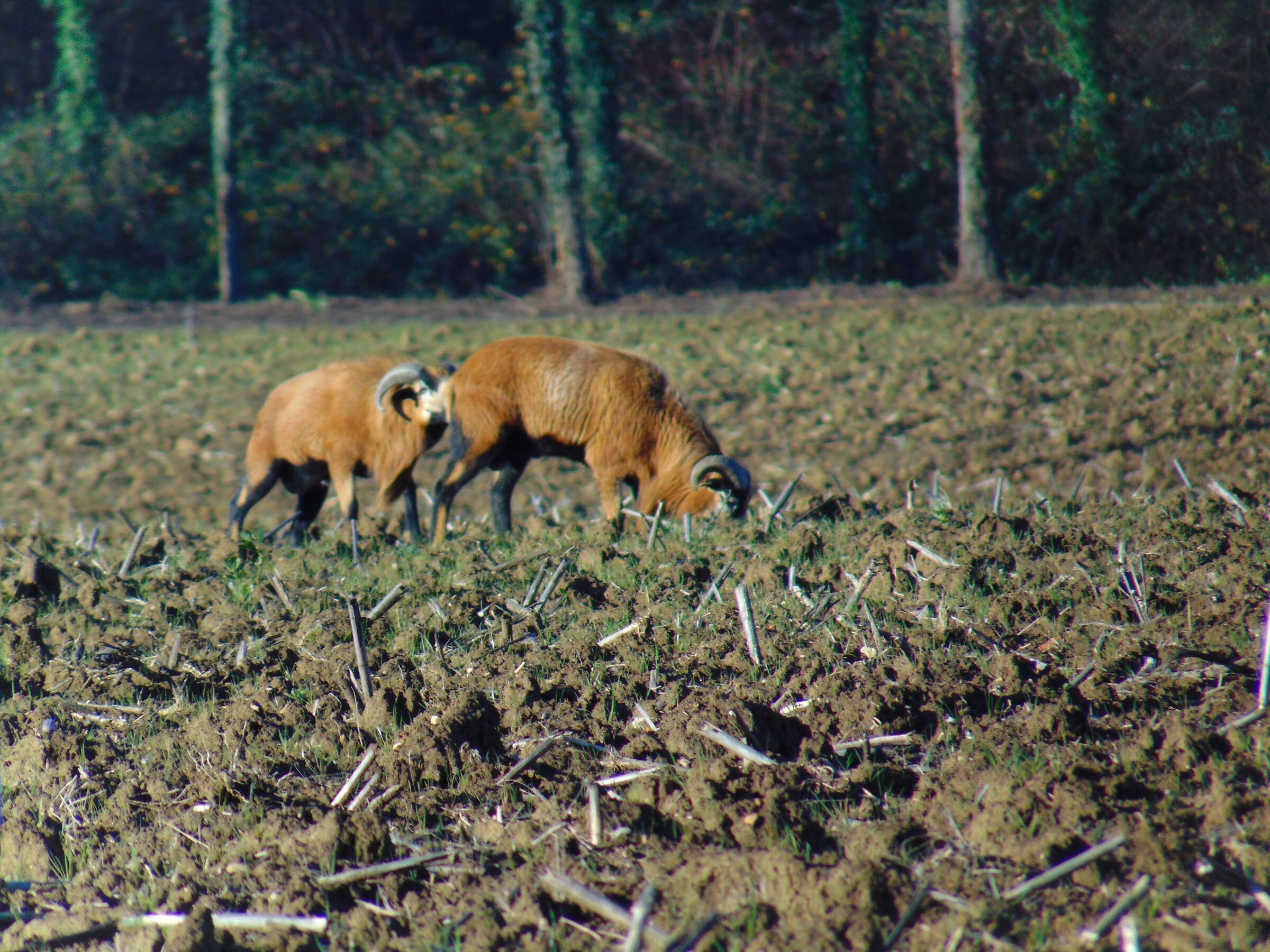 Mouflon...