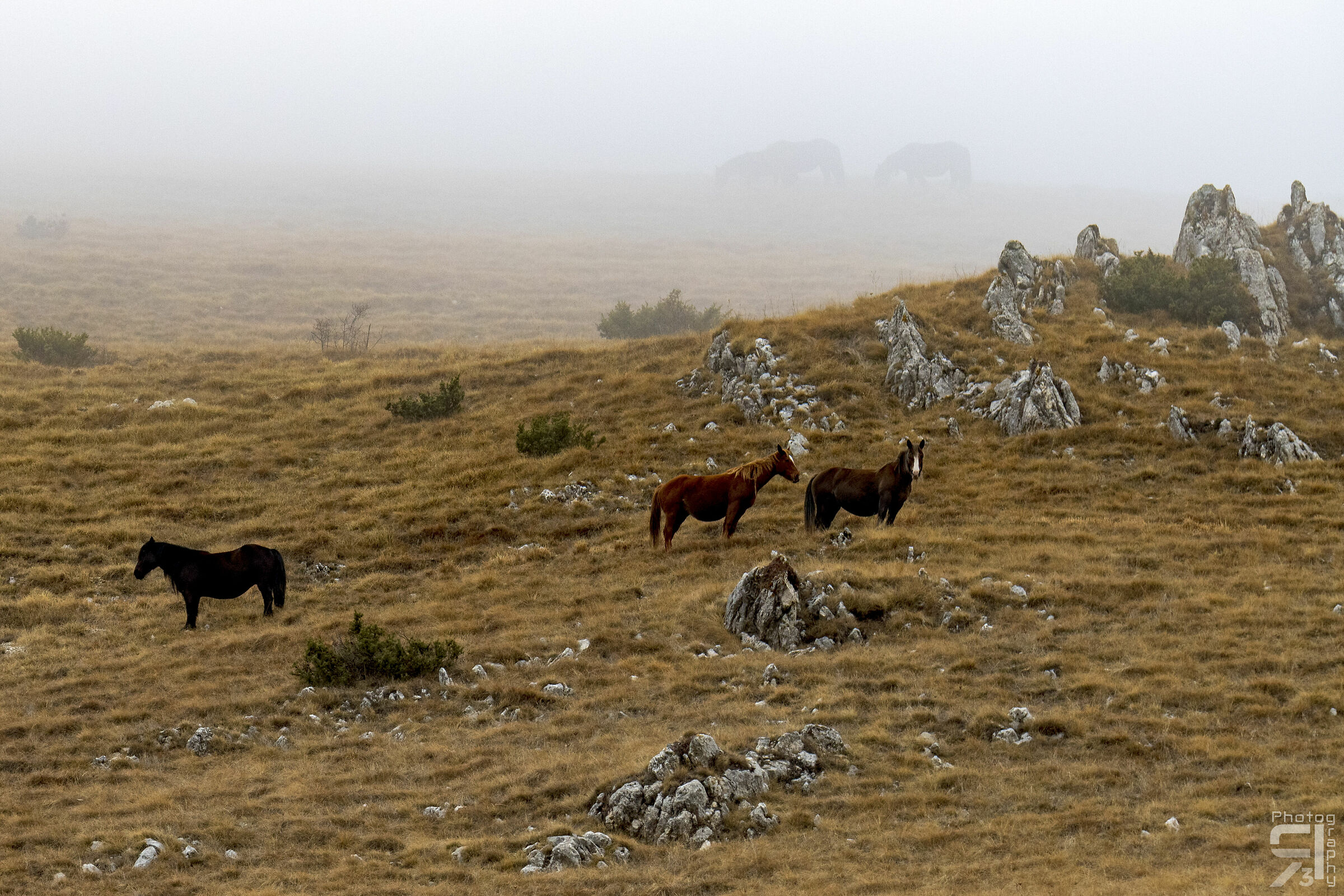 Horses in the Fog...