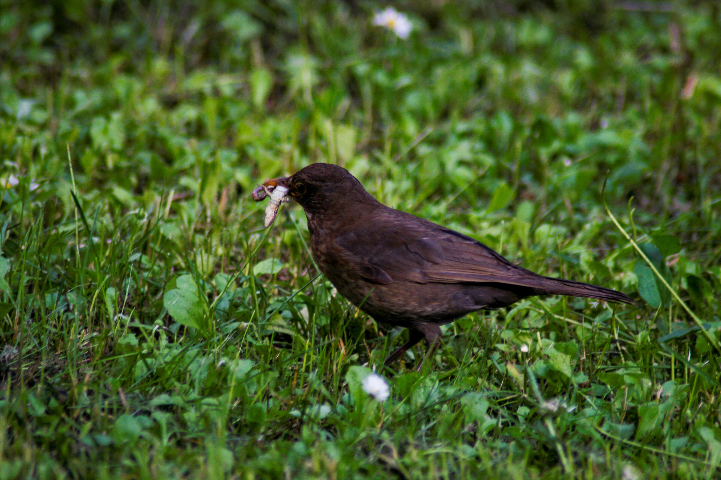 Mum blackbird looking for food -2...