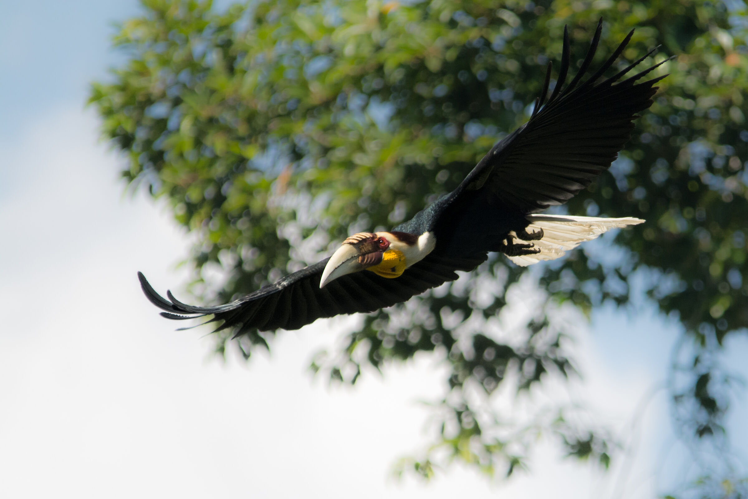 wreathed hornbill...