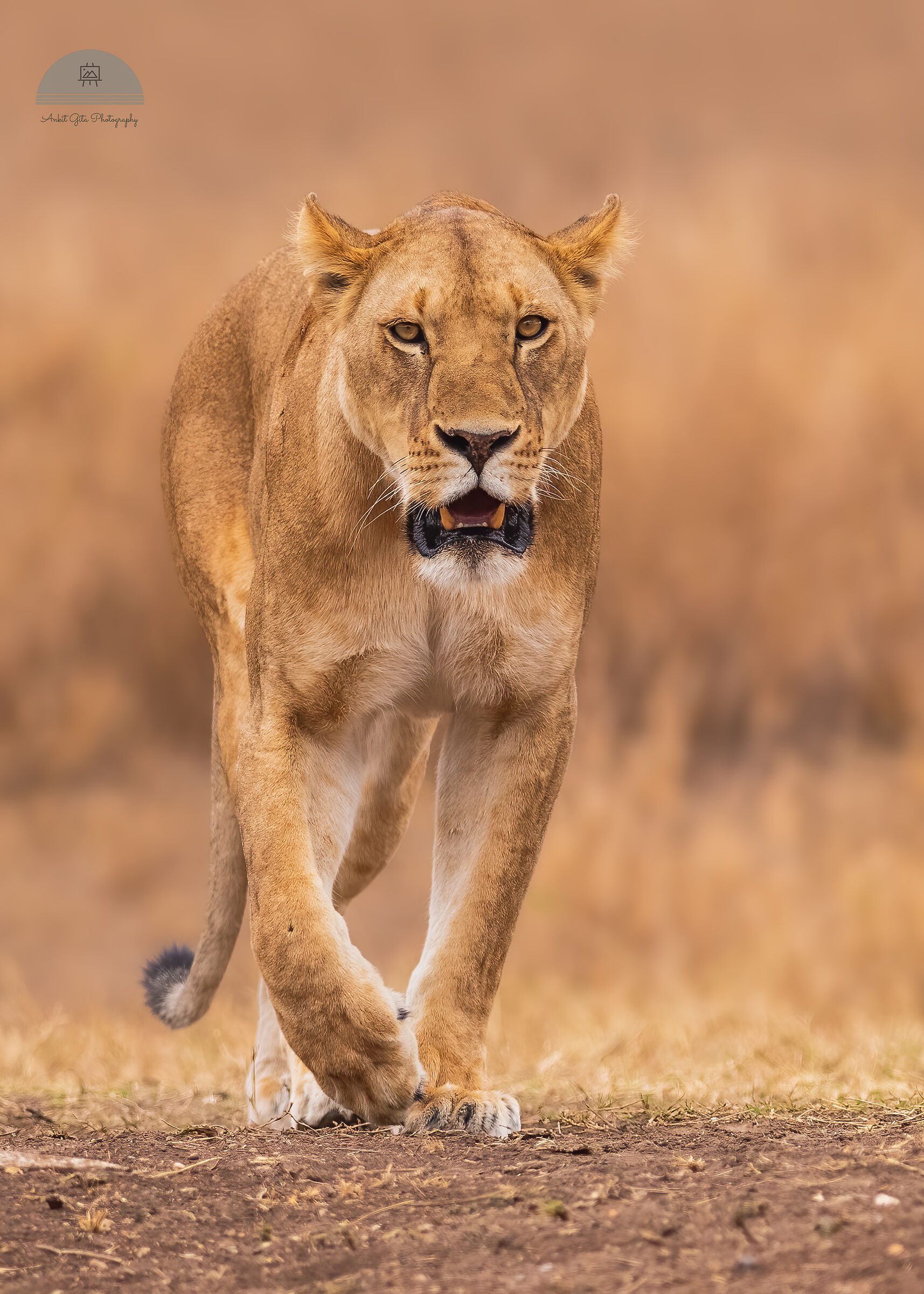 Leonessa che si guarda intorno per cubs_Serengeti, Tanzania...