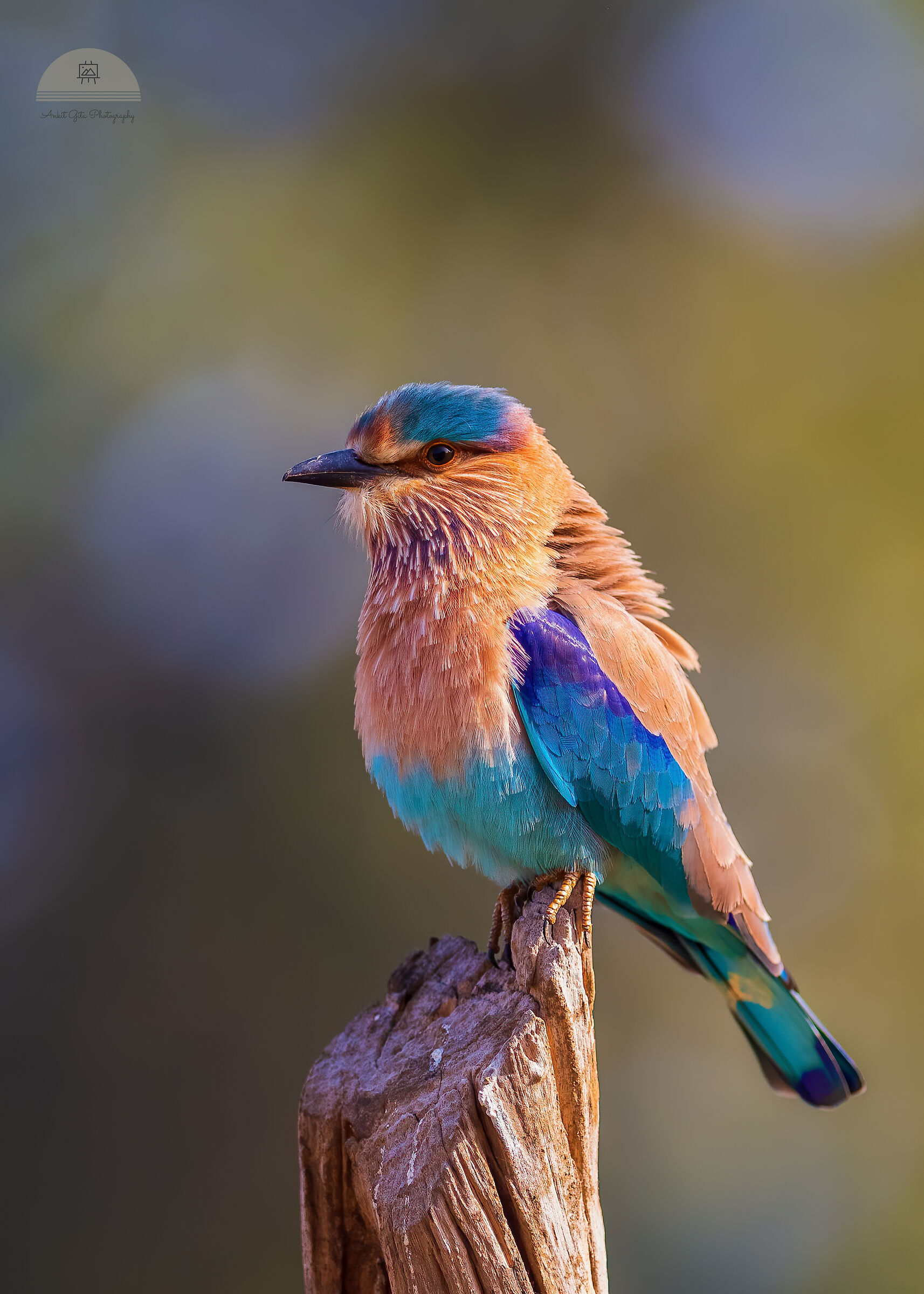 Indian Roller in chilly morning_Pench NP, India...