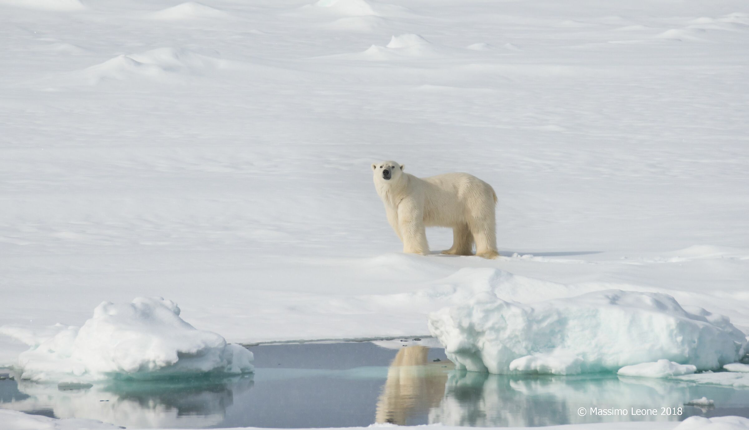 Polar bear (Svalbard)...