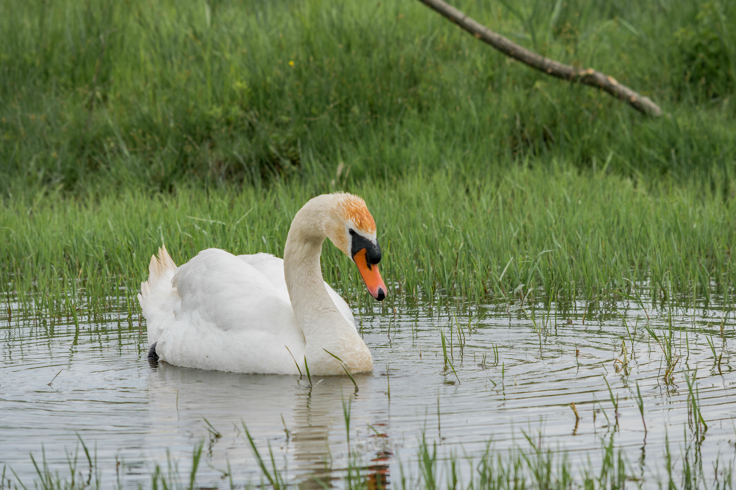 Peaceful swan...