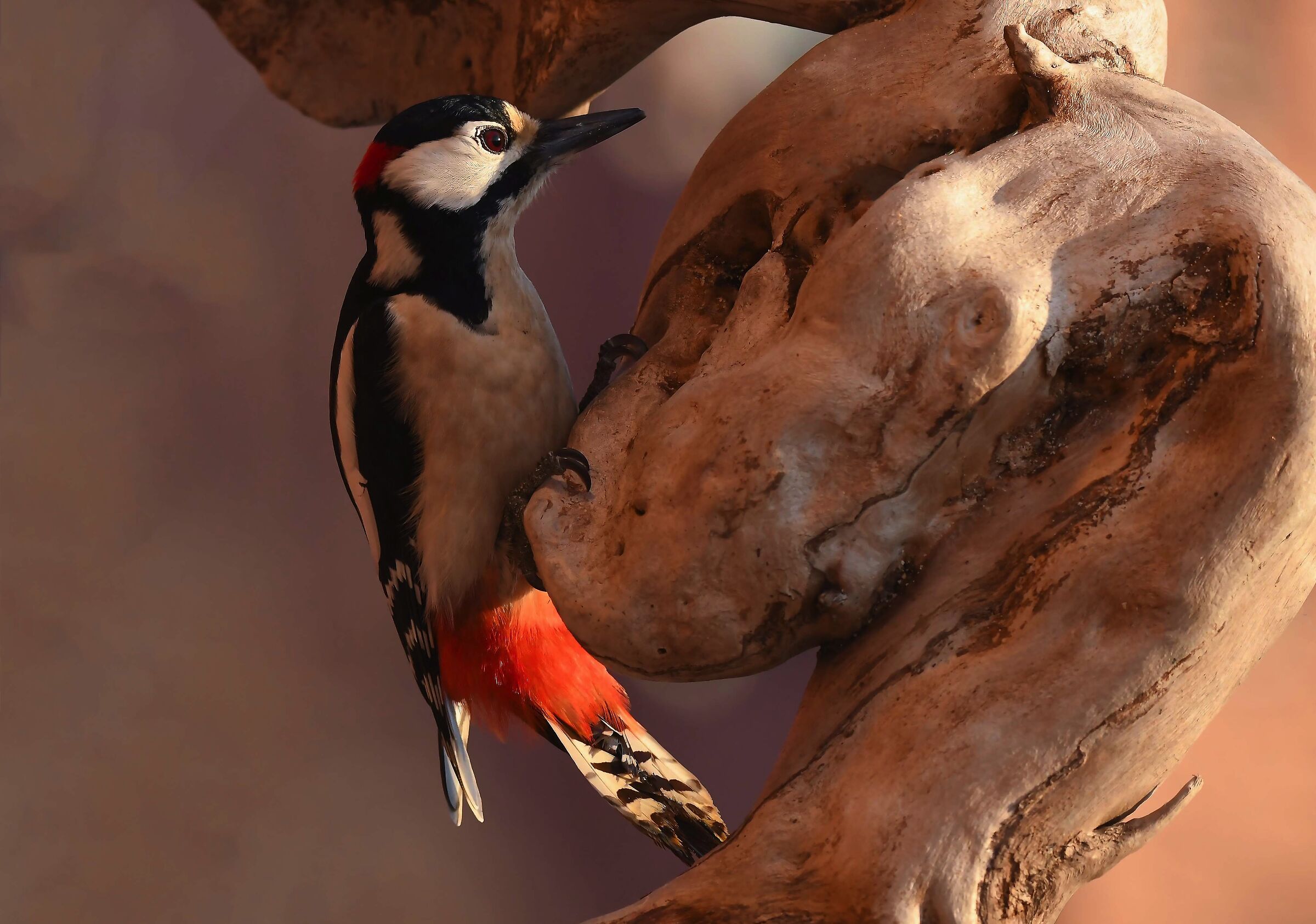 Major red woodpecker...