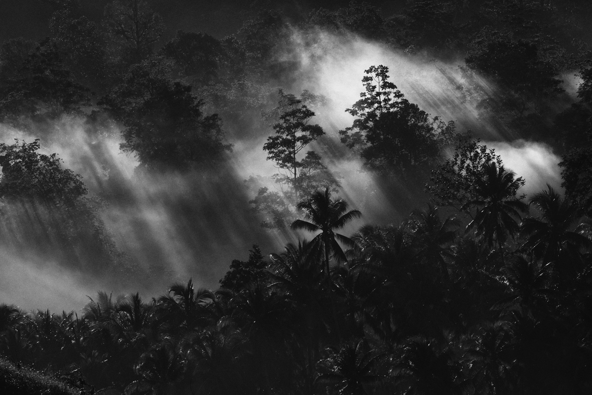 mists in the rainforest...