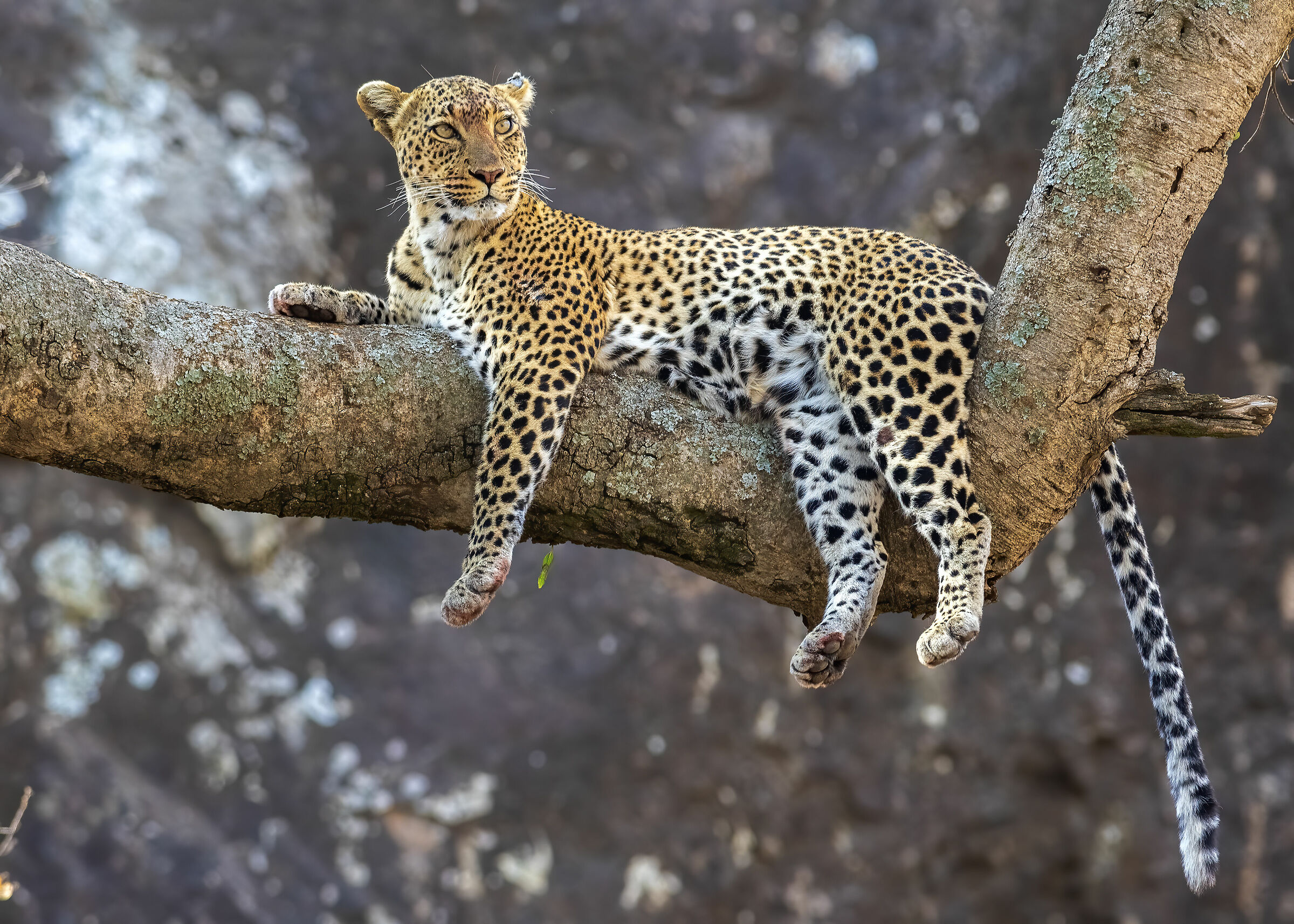 Vigilant Leopard mother on a tree on a Kopje_Serengeti...