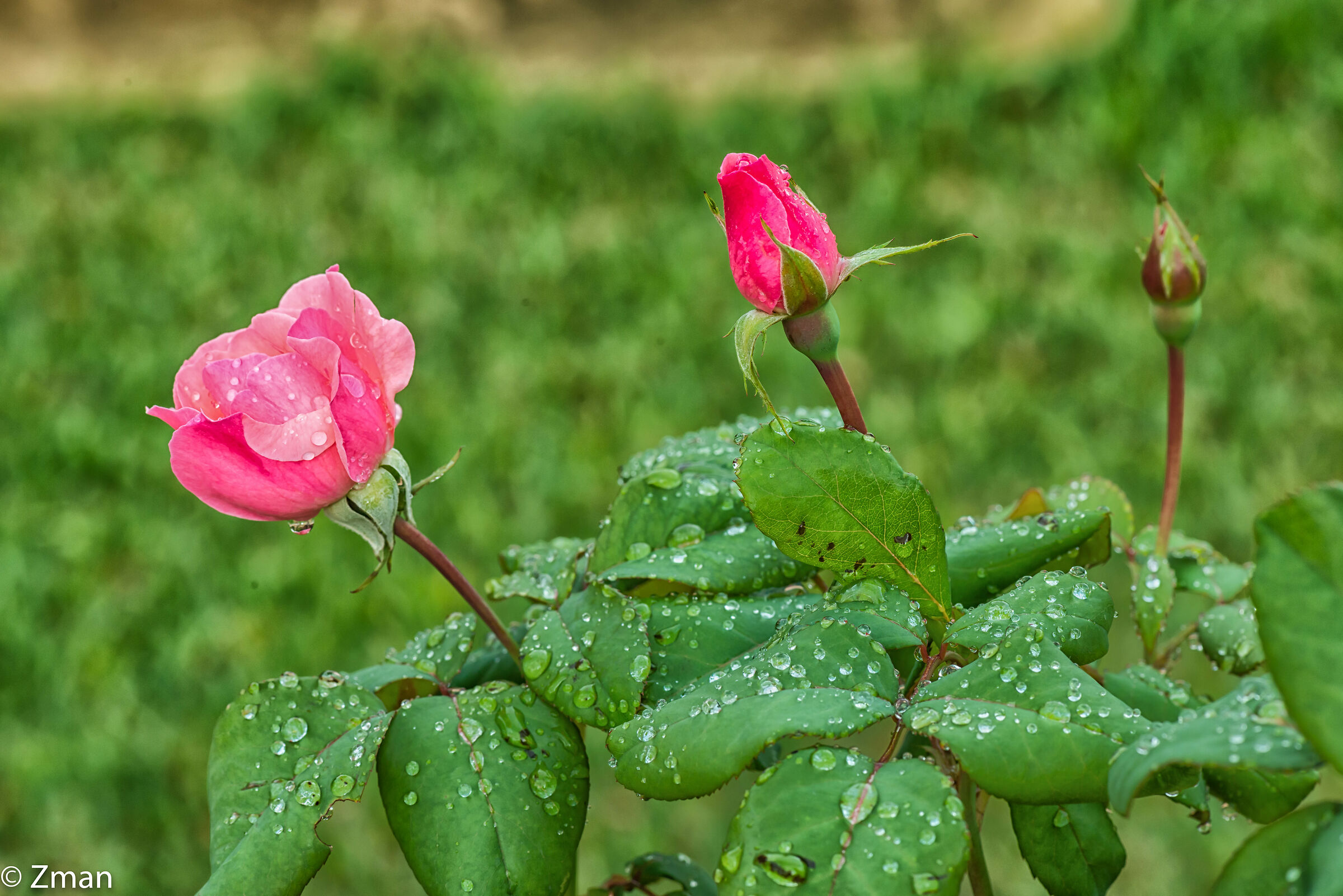 Rose rosa e pioggia...