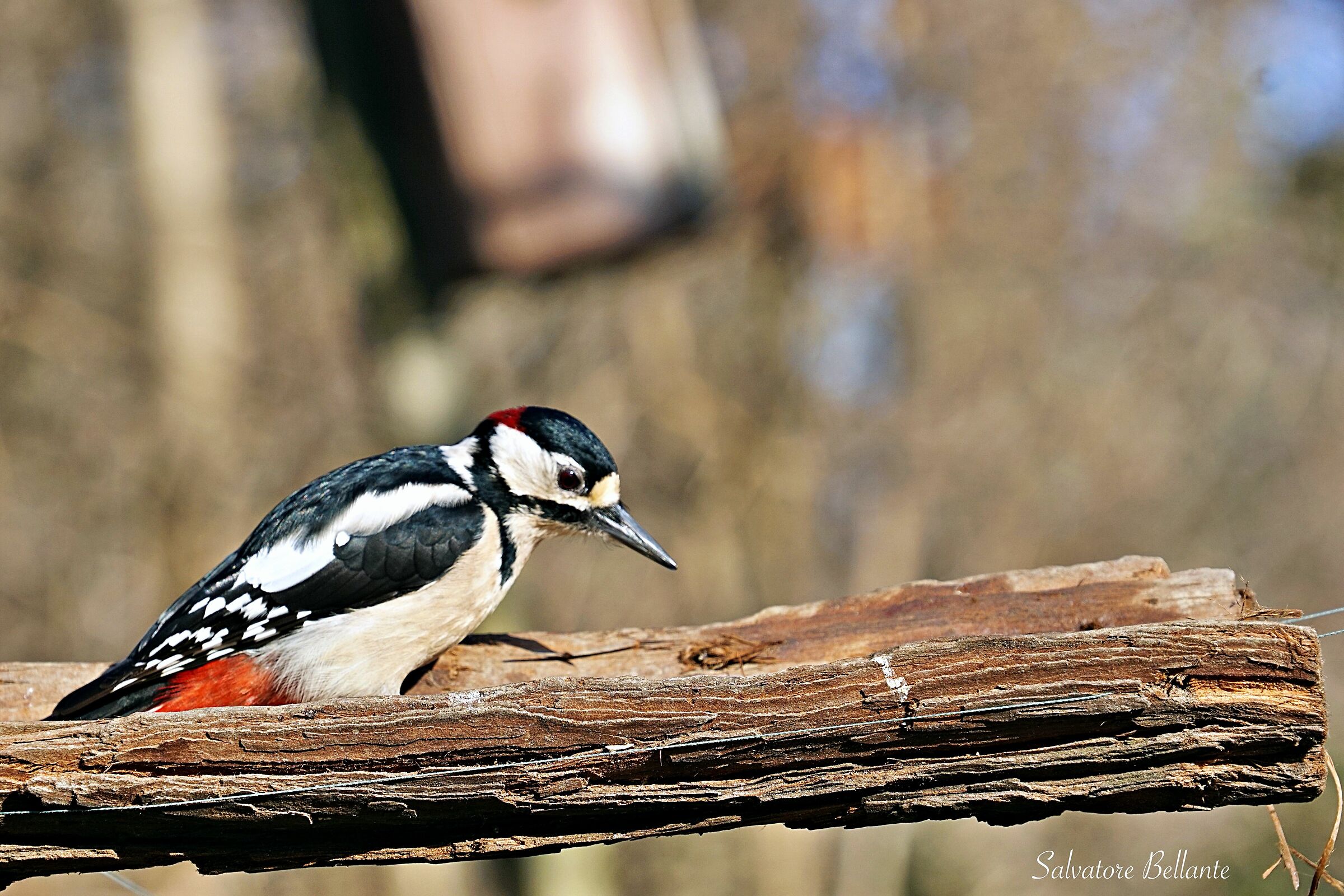Major red woodpecker (Dendrocopos major )IV...