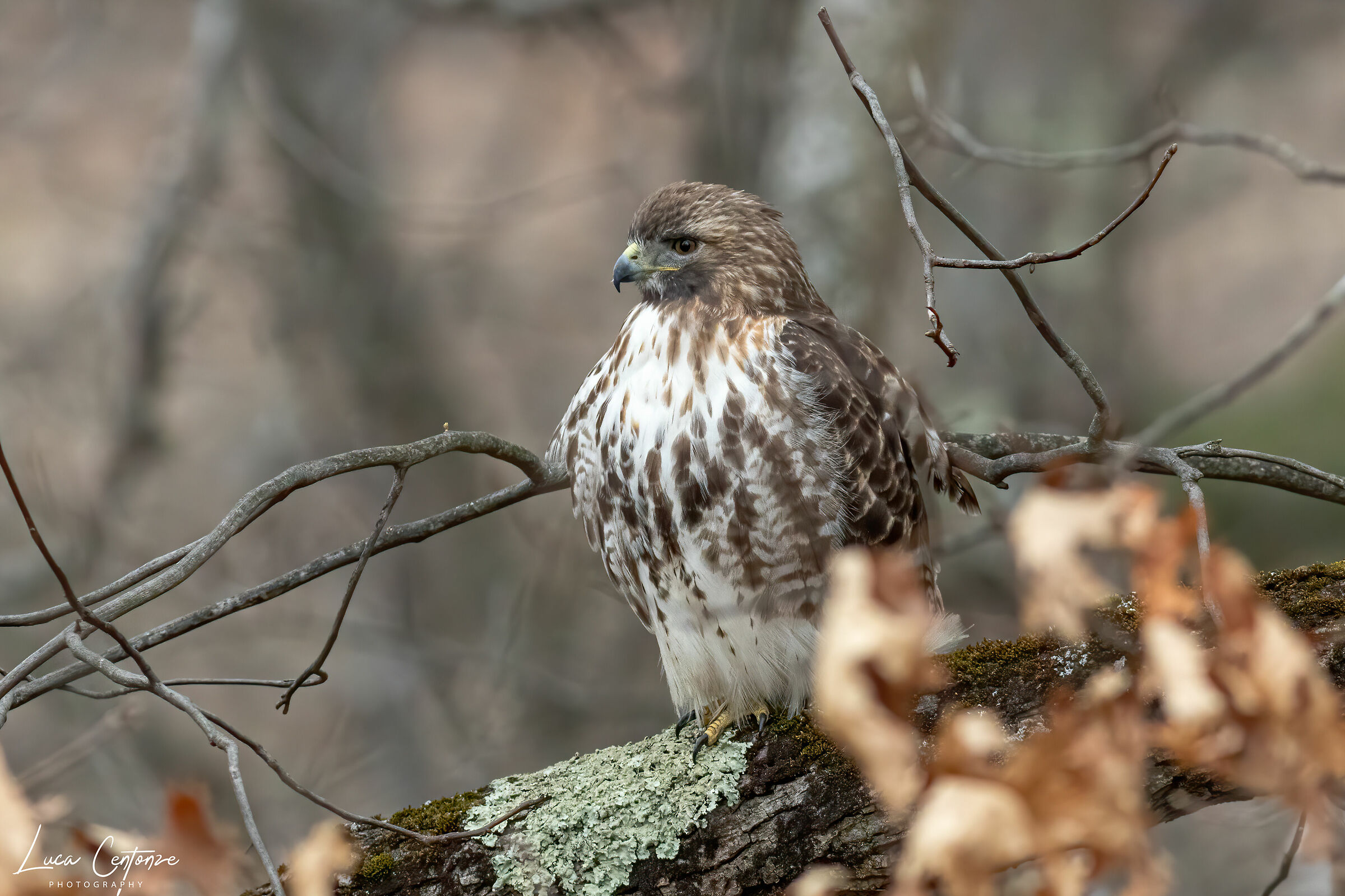 Red Tailed Hawk (Buteo Jamaicensis)...