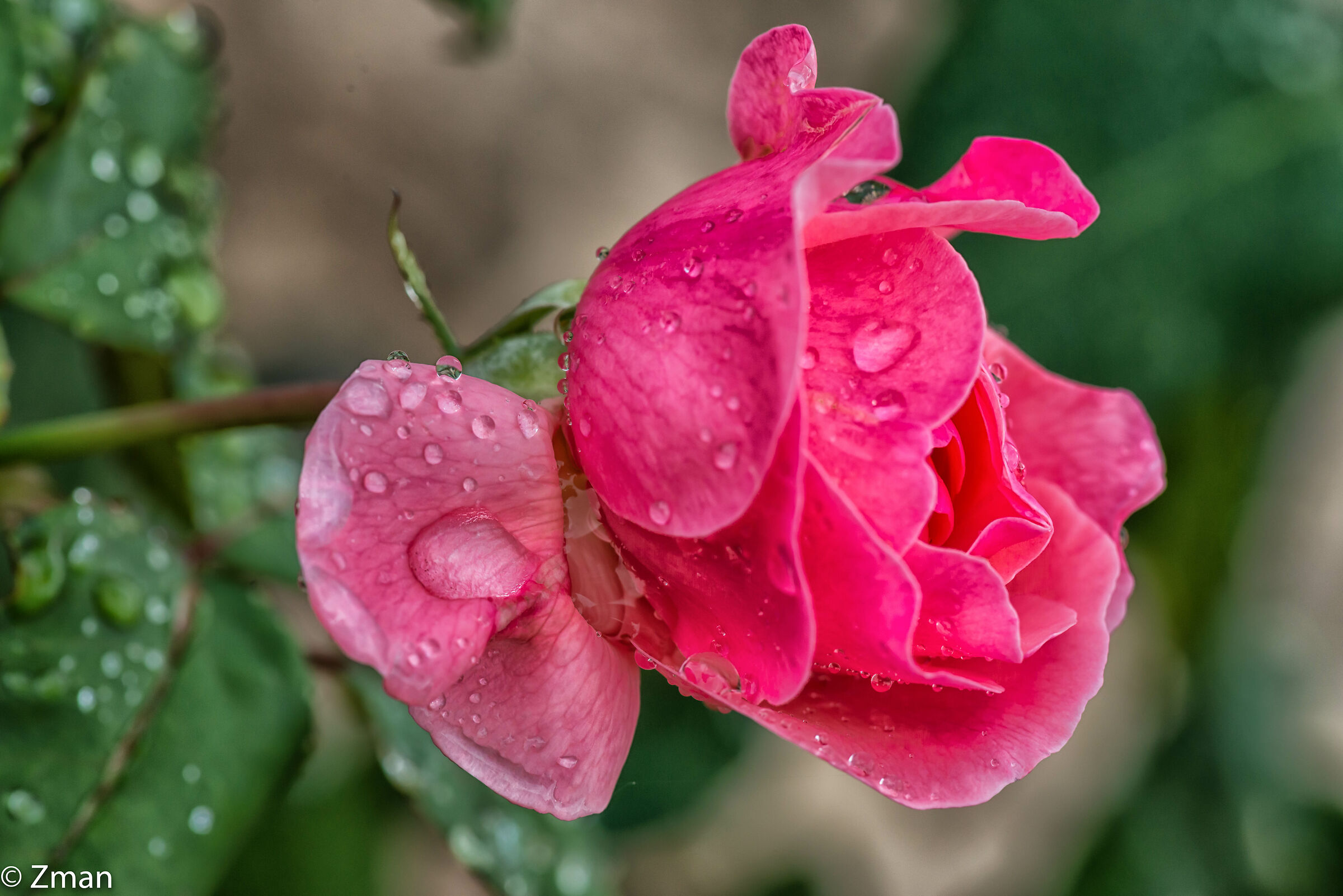 Rose sotto la pioggia...