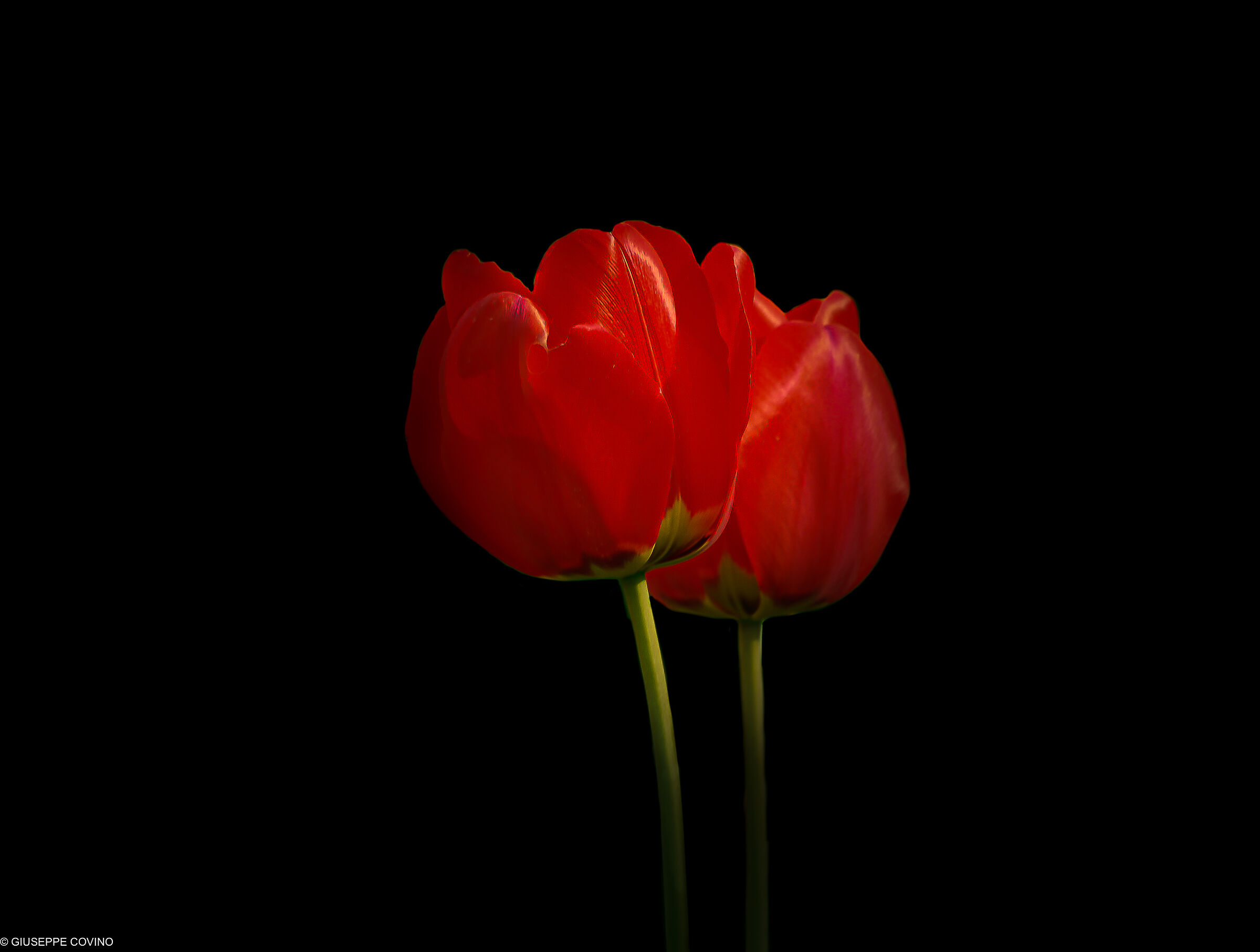 Red tulips...