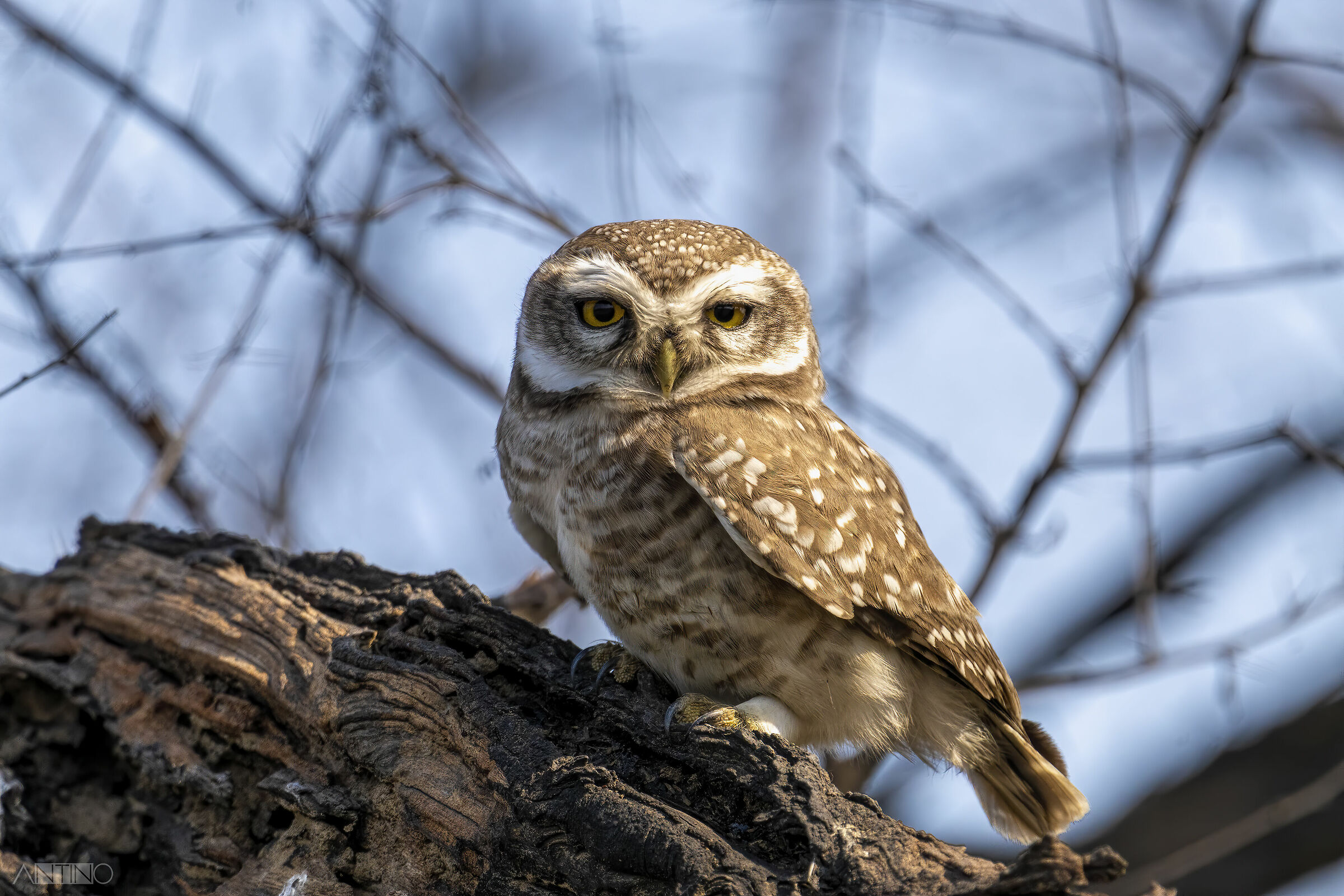 Spotted owlet, spotted owl...