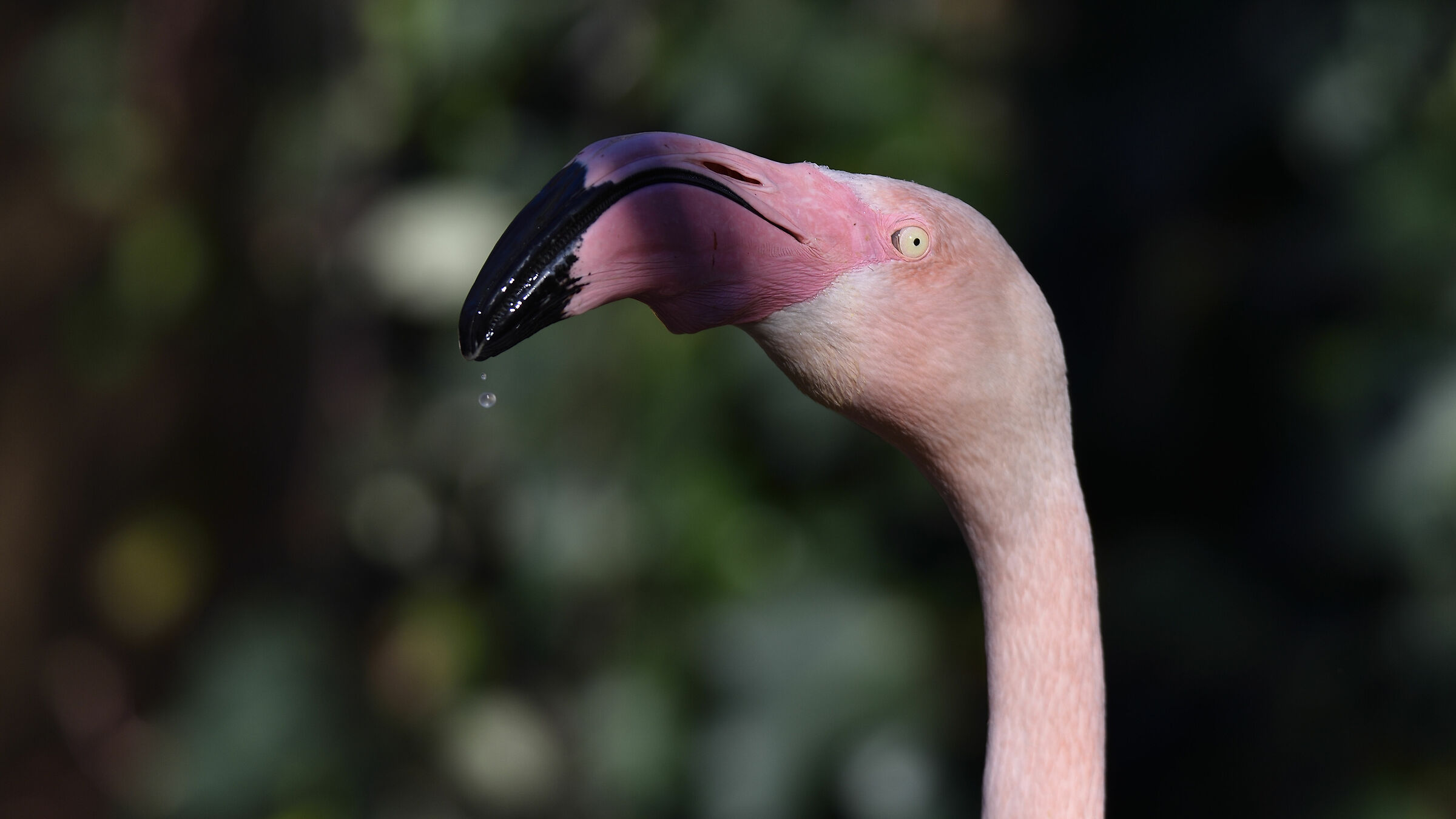 Flamingo......