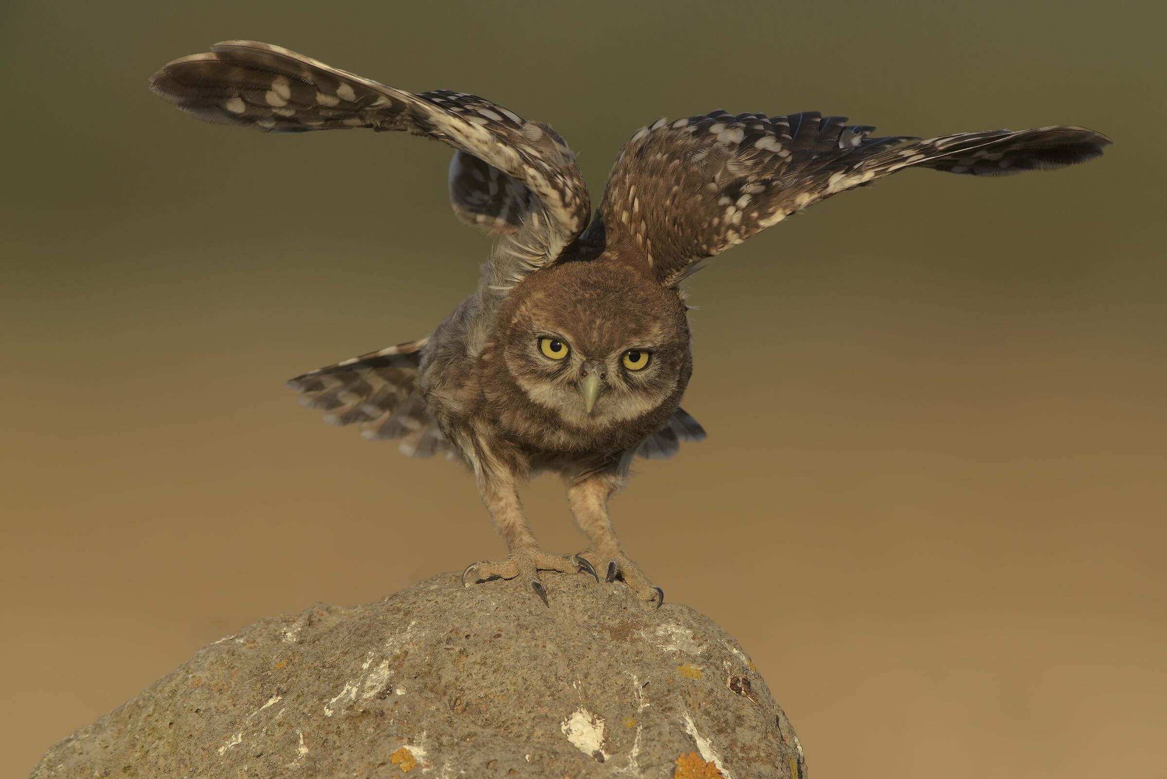 young owl-stretching...