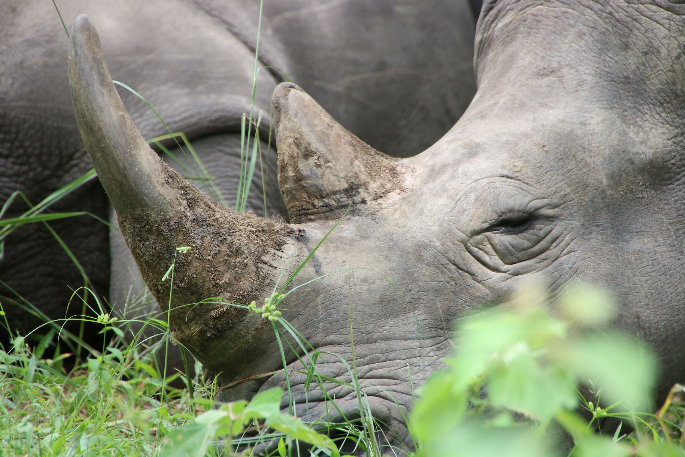 Uganda - Rinoceronti...