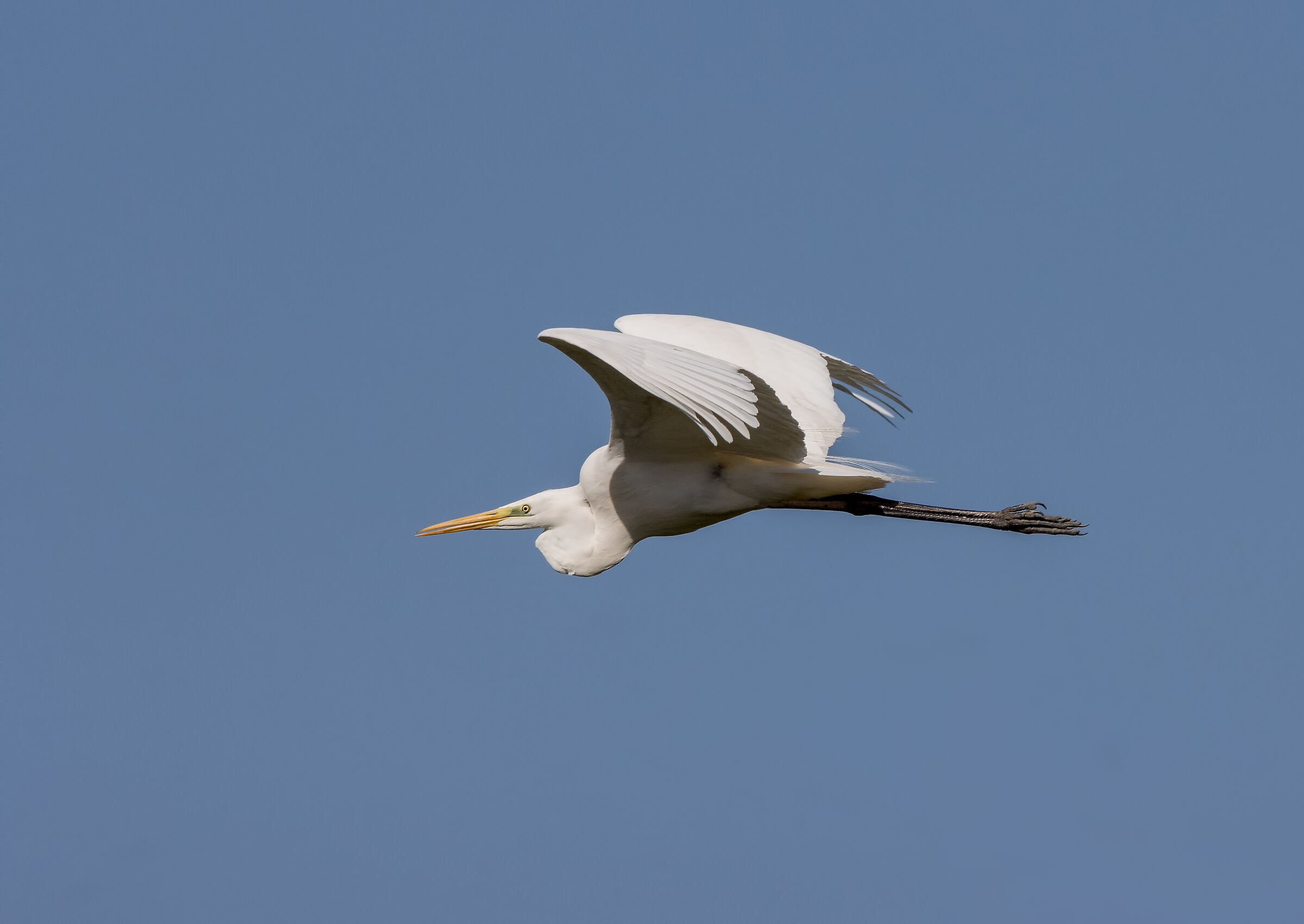 Major White Heron in Flight...