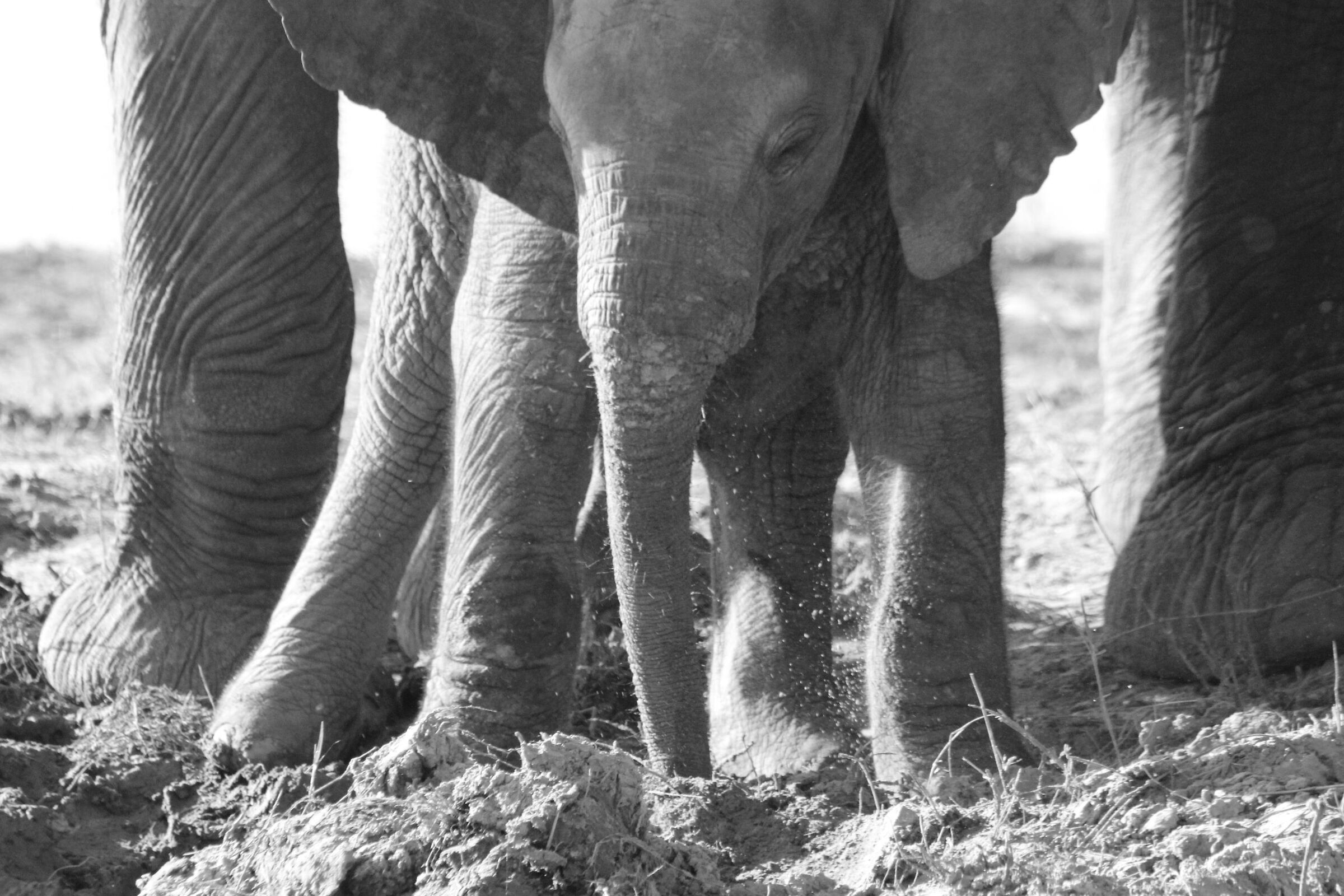 Baby elefante...