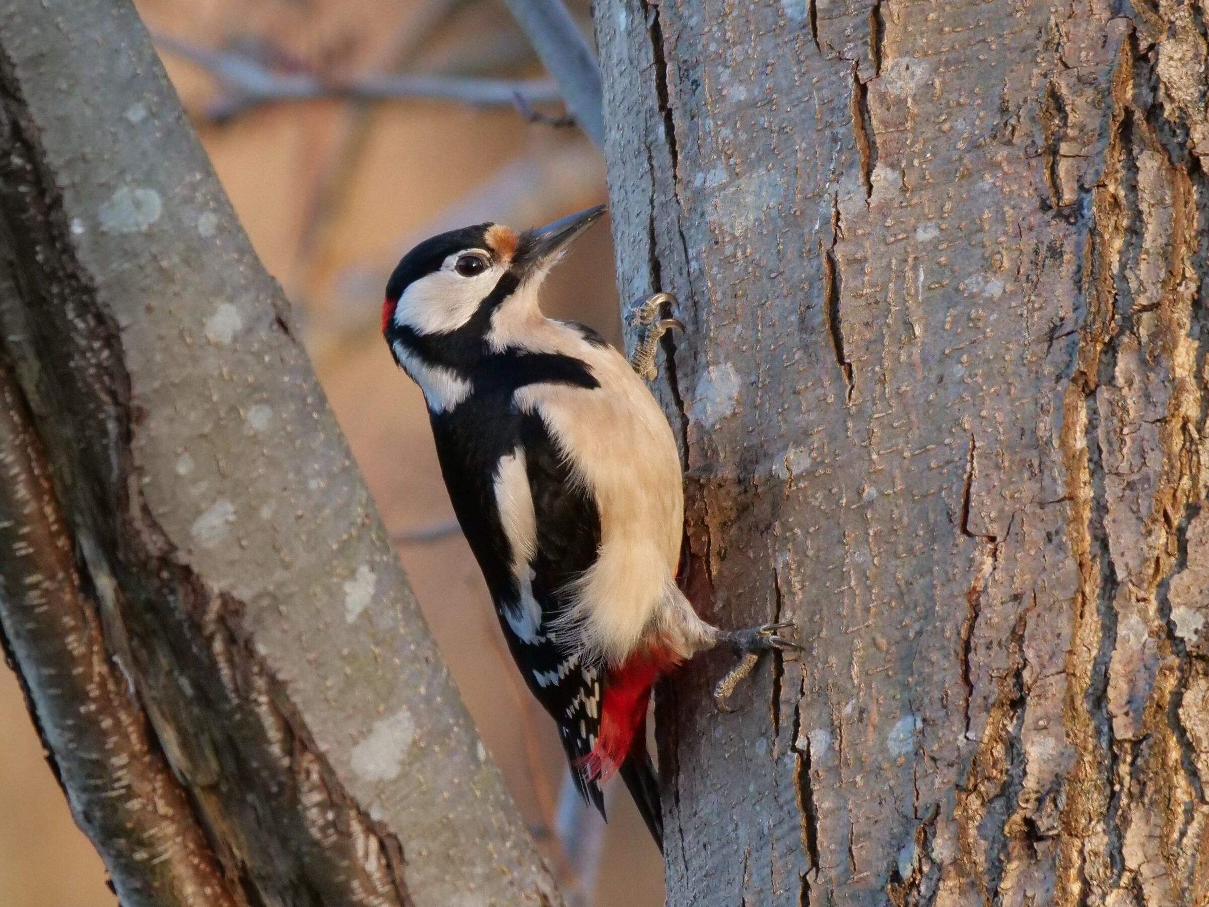 major red woodpecker ()...
