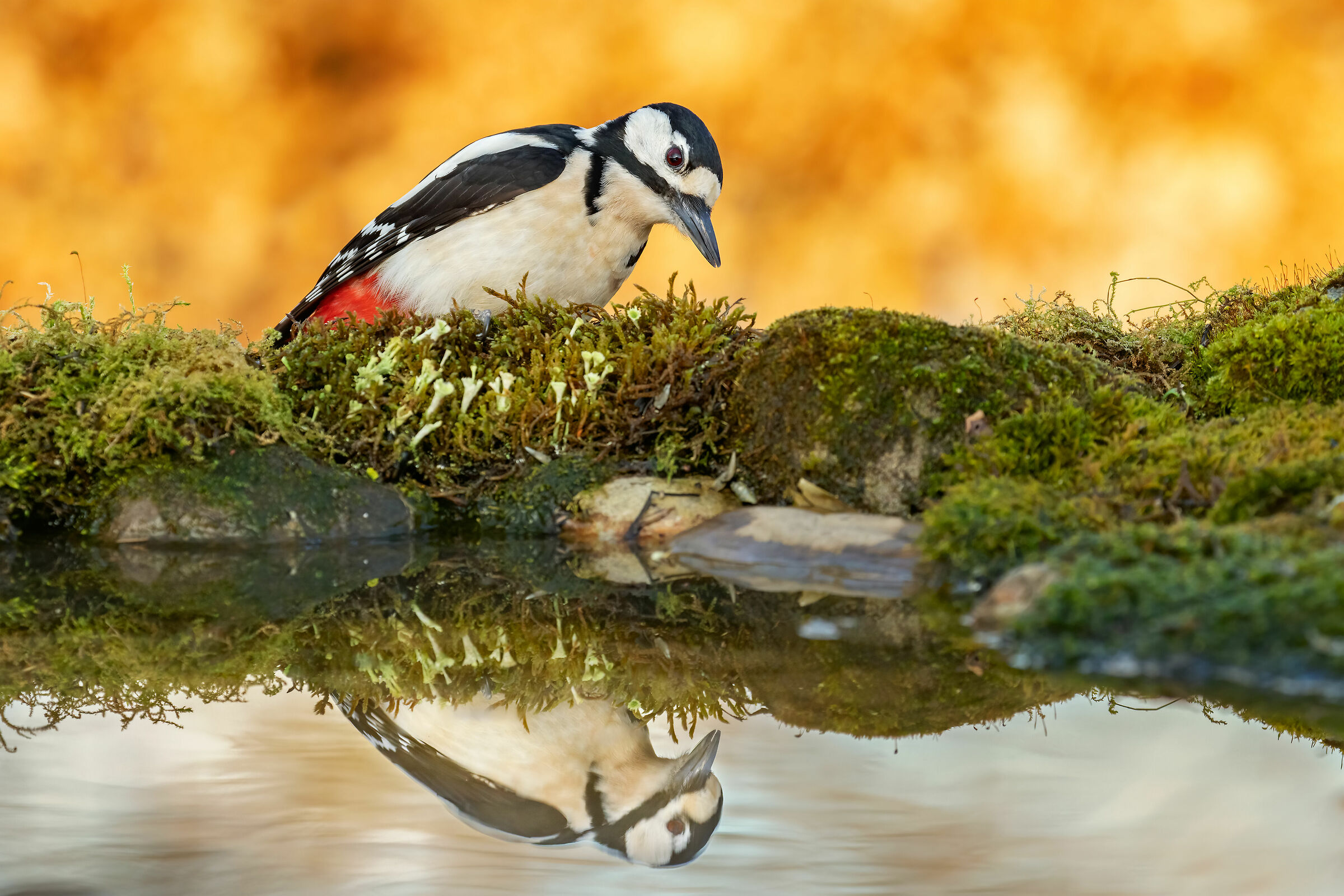 .. lady woodpecker in the mirror....