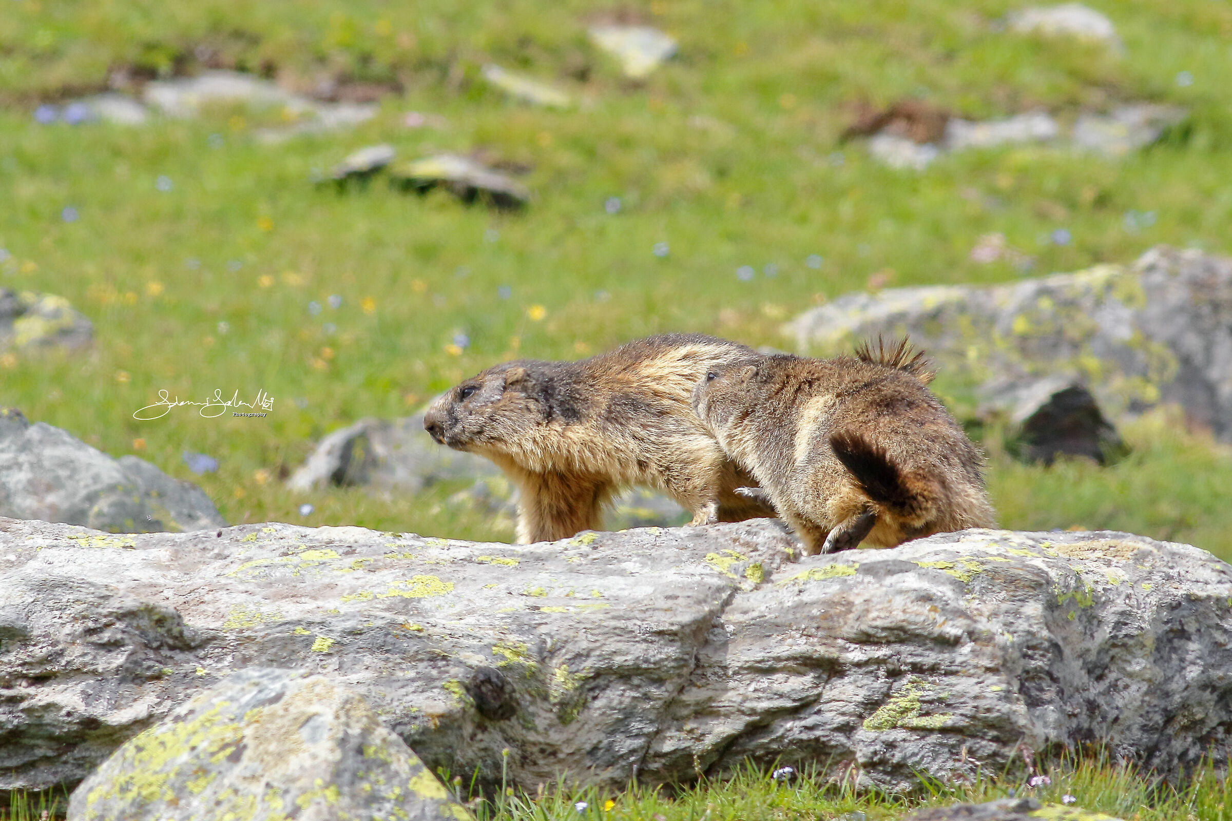 Stay here (Marmota marmota, Linnaeus, 1758)...