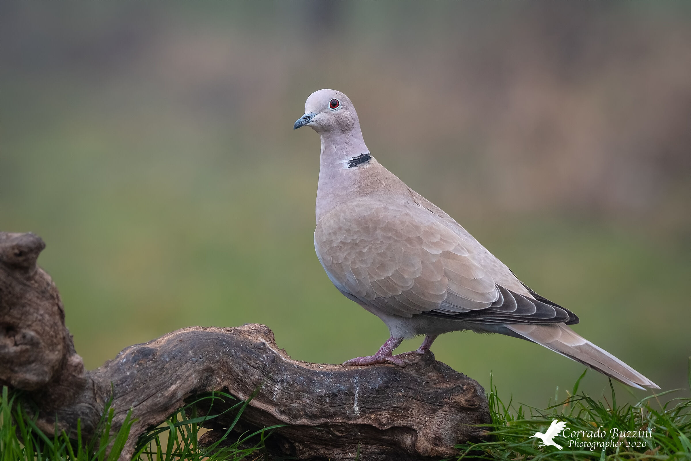 dove with a collar...