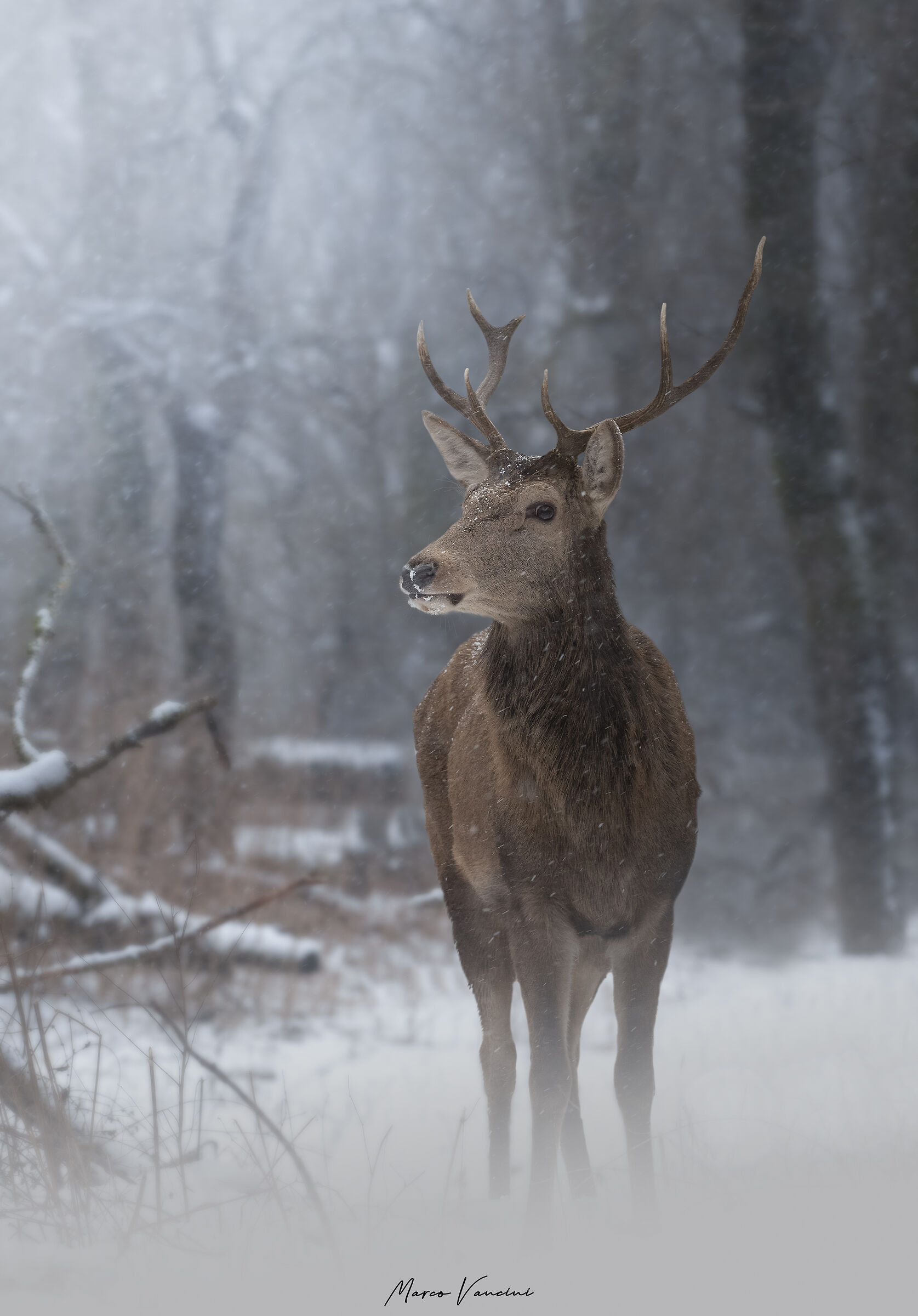 The deer and the snow ...