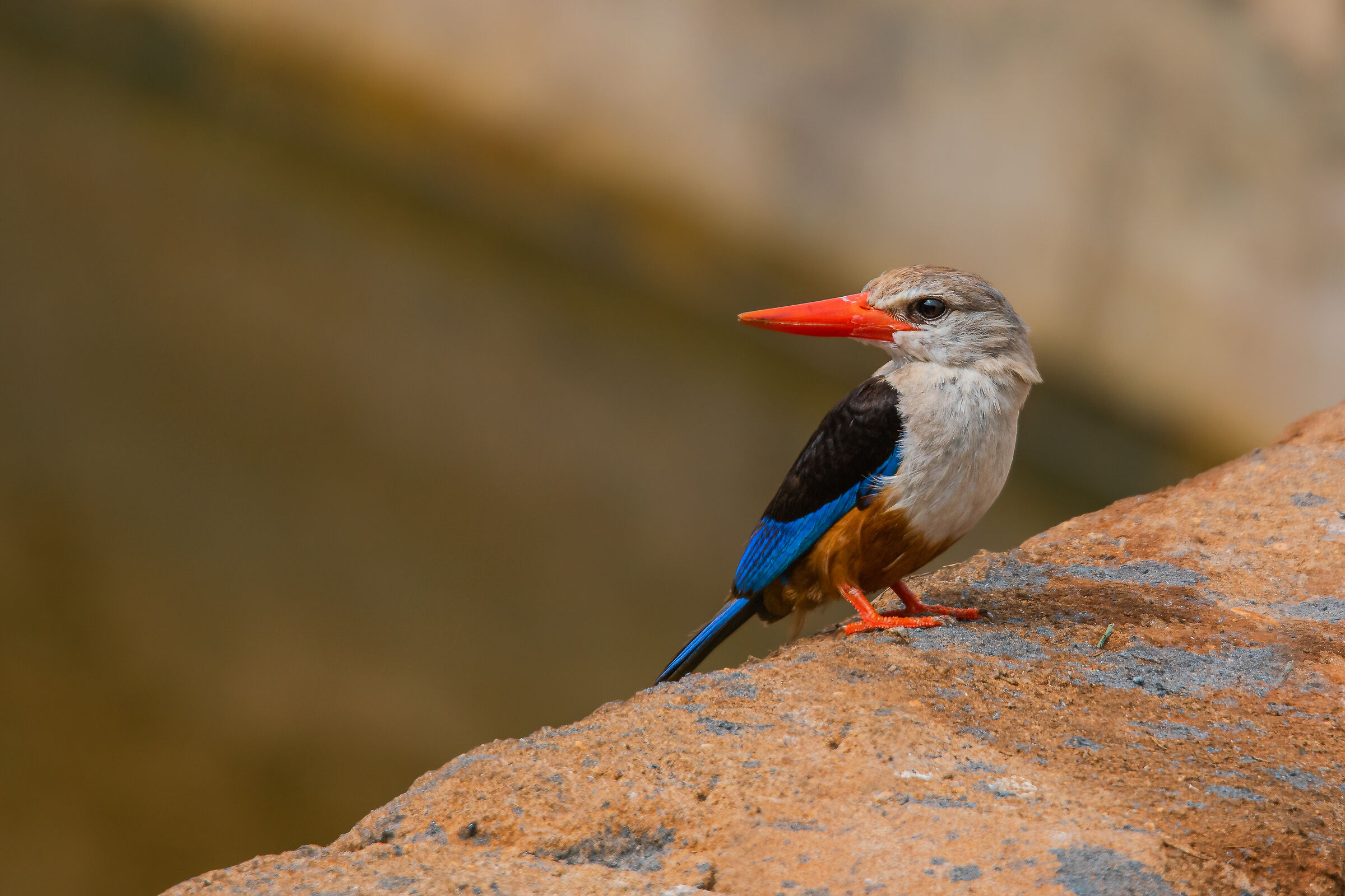 kingfisher of the east tsavo...