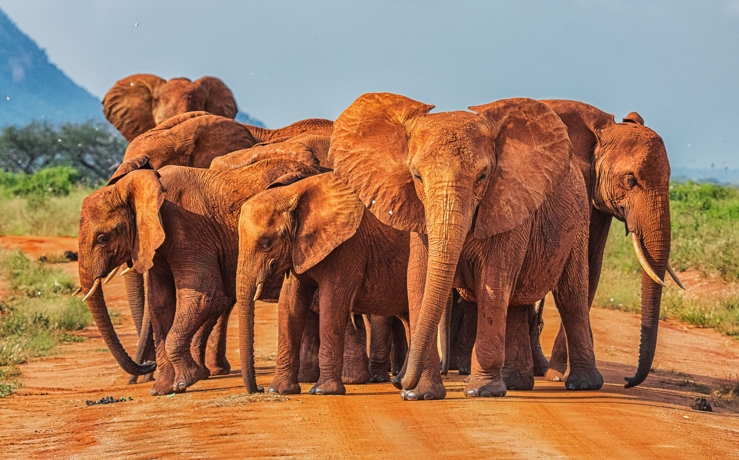 elephants at the tsavo east...