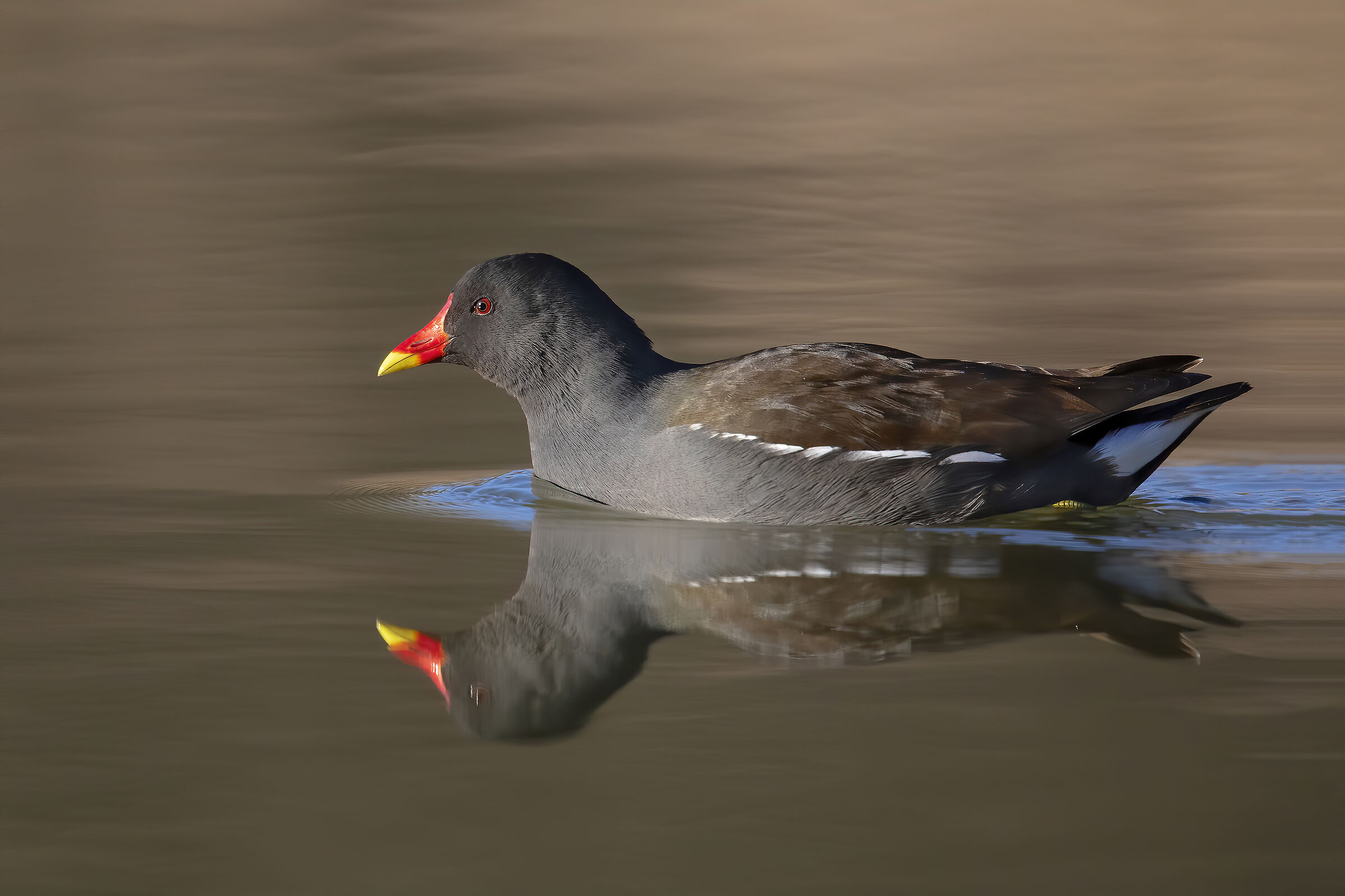 Gallinella d'acqua...