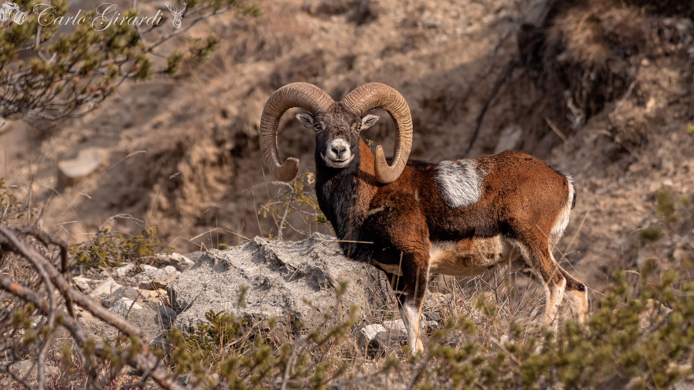 Adult male mouflon....