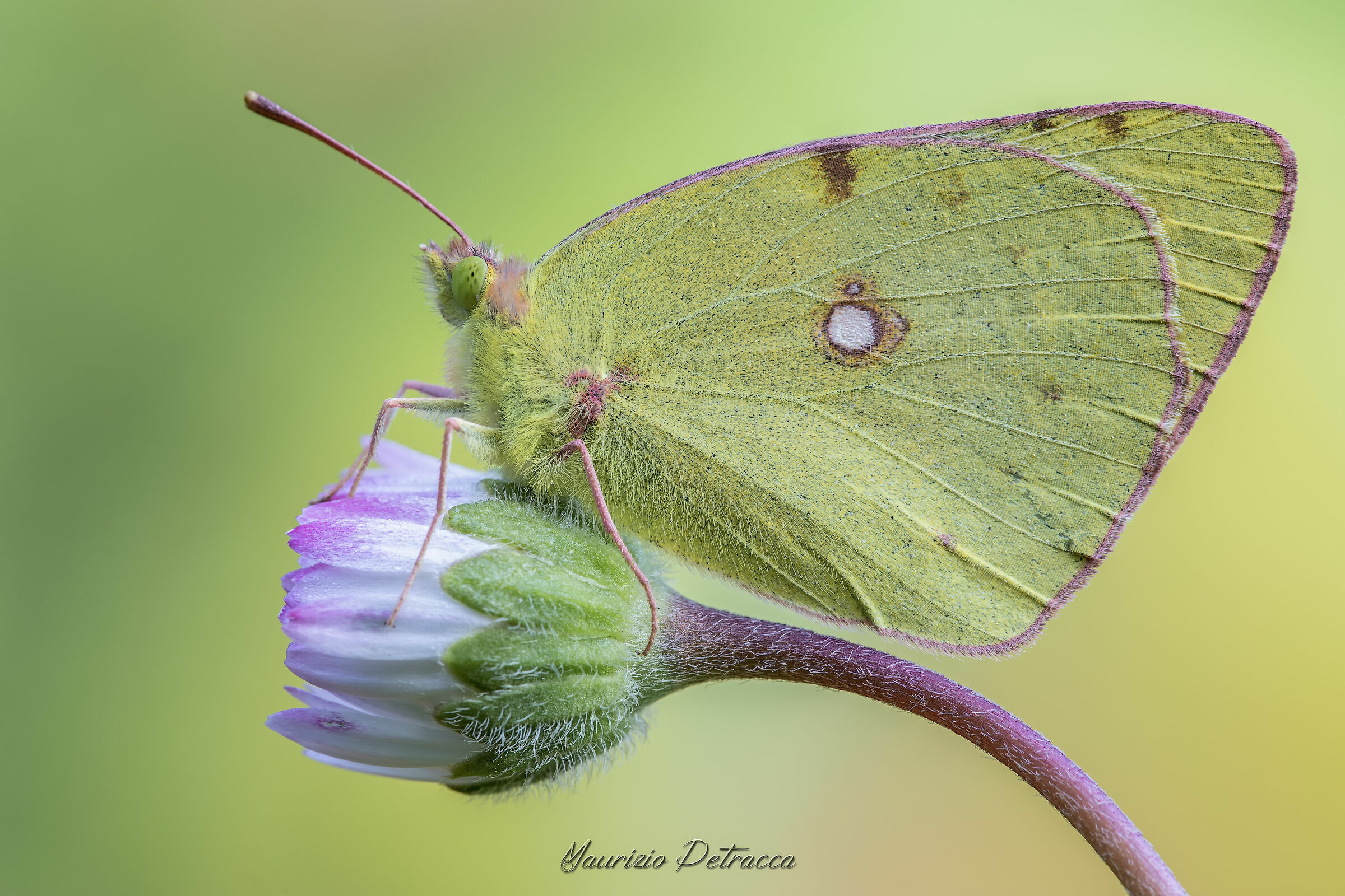 Colias in the foreground...