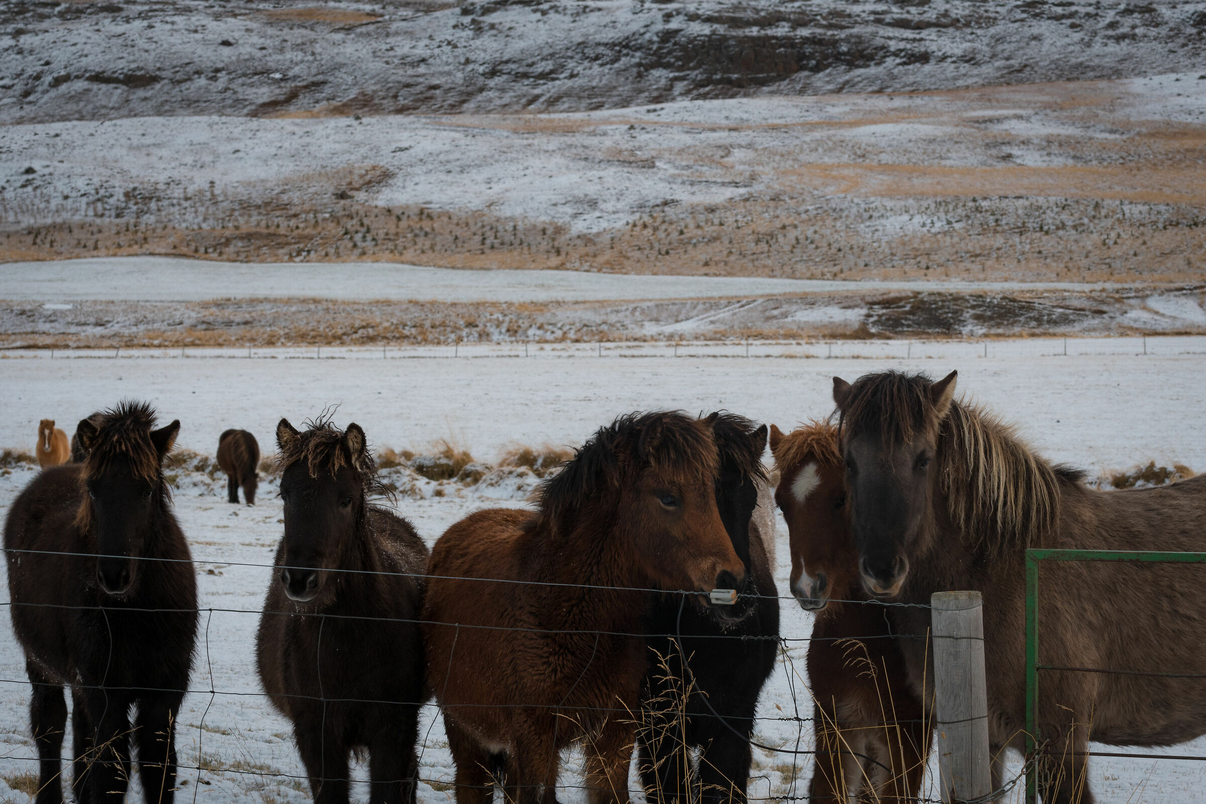Northern Horses...