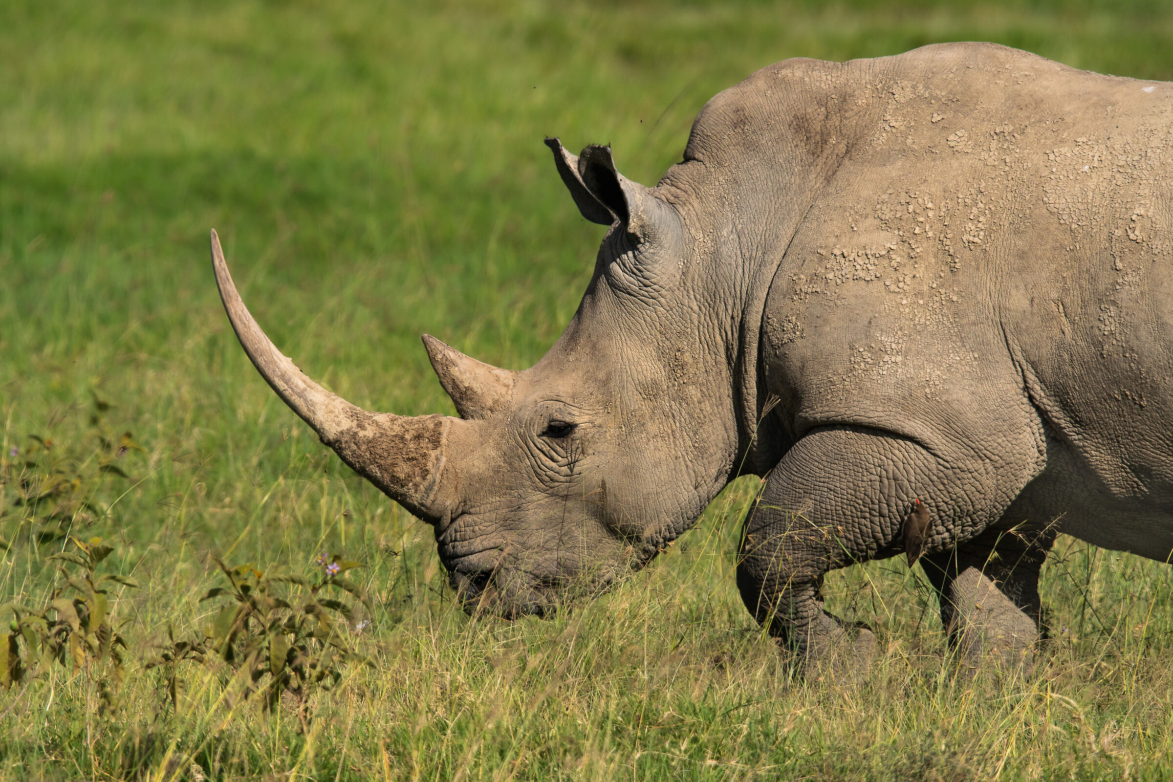 white rhinoceros at nakuro kenyan lake...