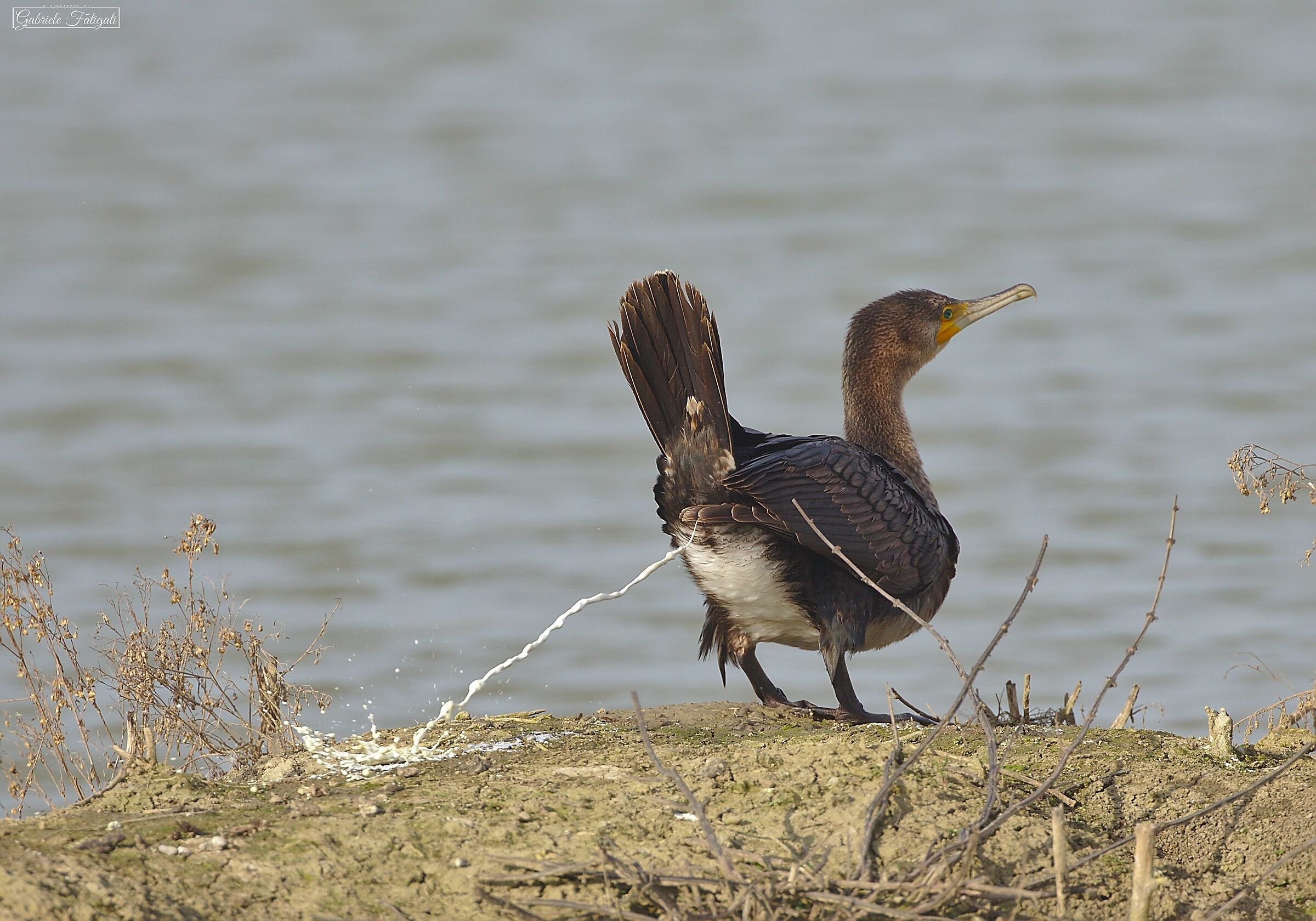 A very reserved cormorant...