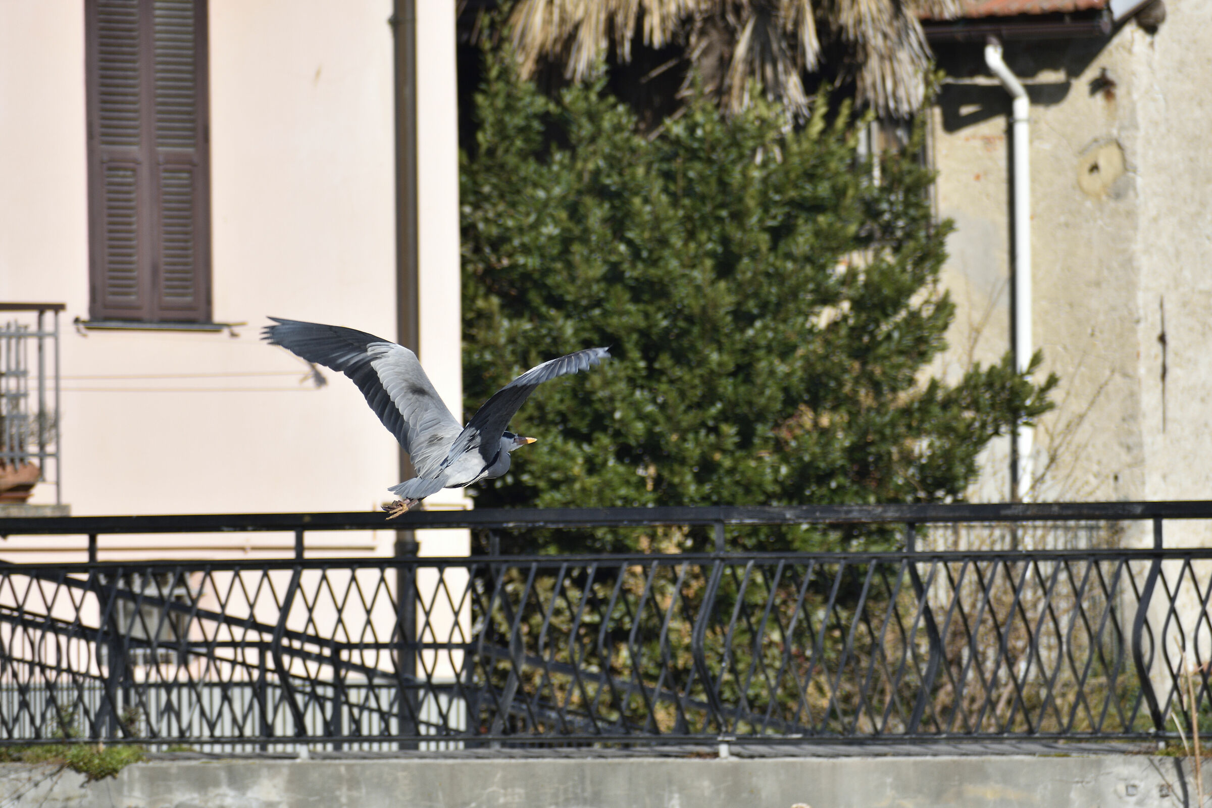 Ash heron in flight...
