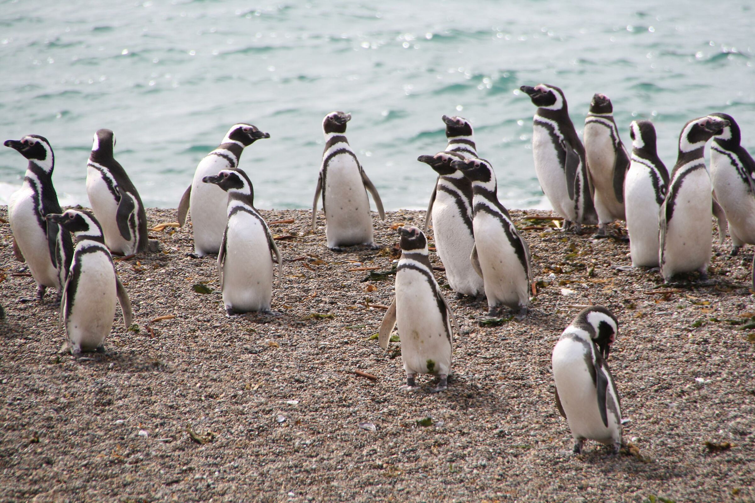 Penguins on the beach...