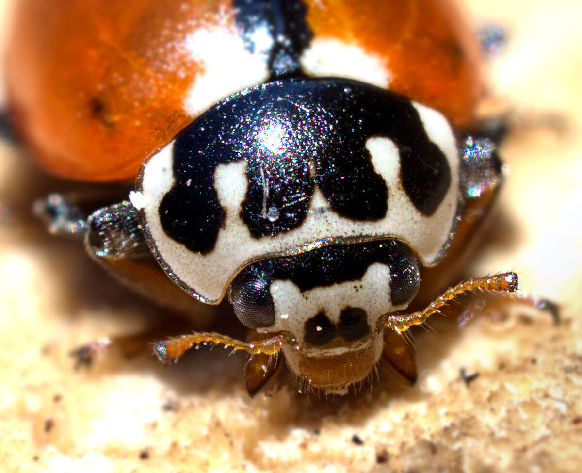 portrait of ladybug...