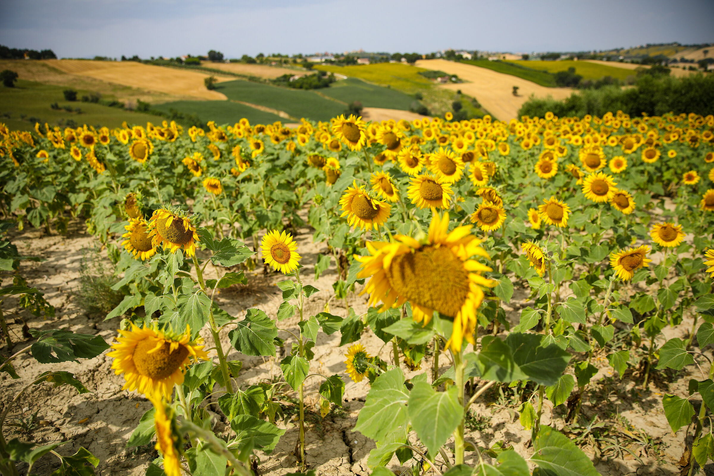 Field of sunflowers...