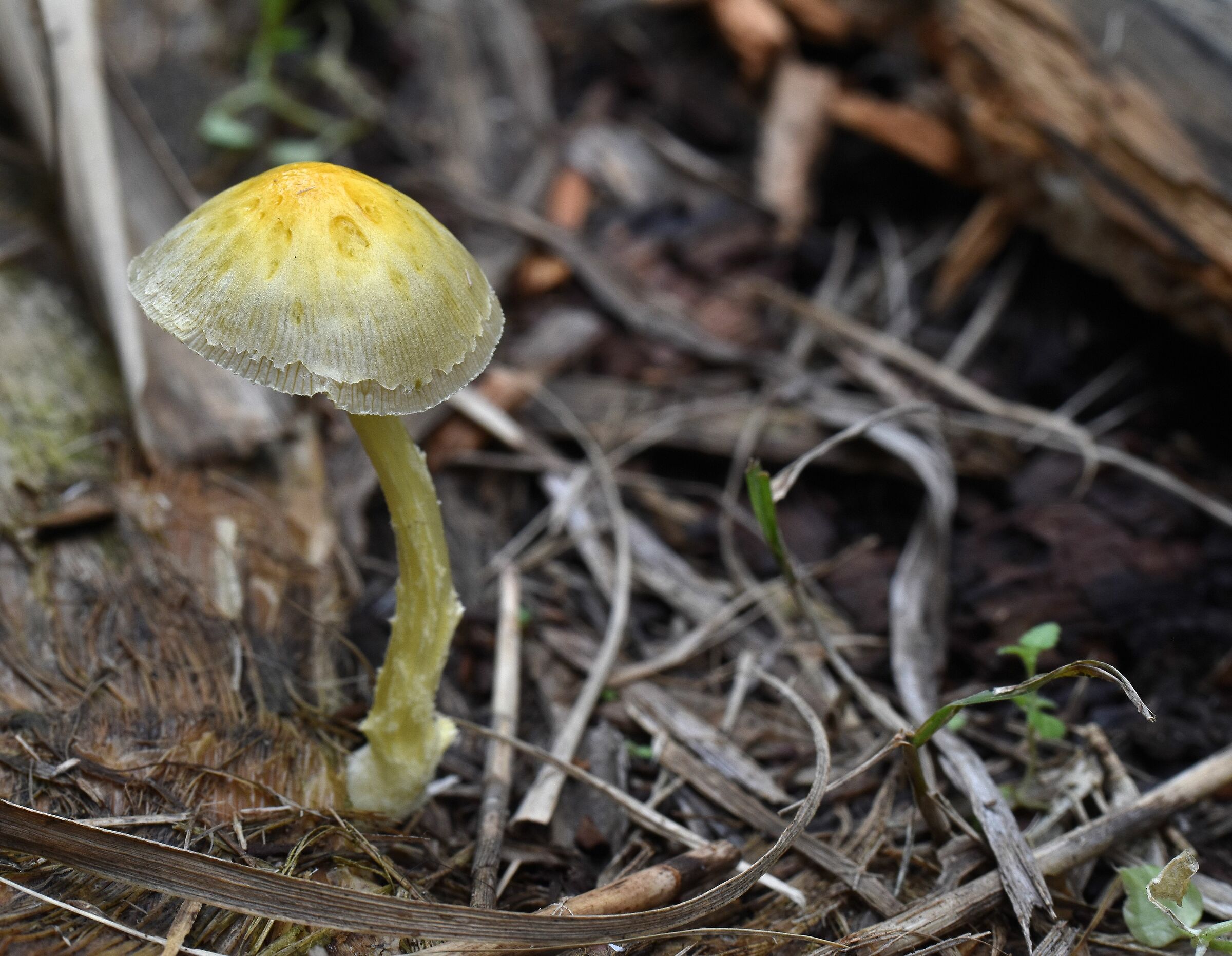 Yellow mushroom...
