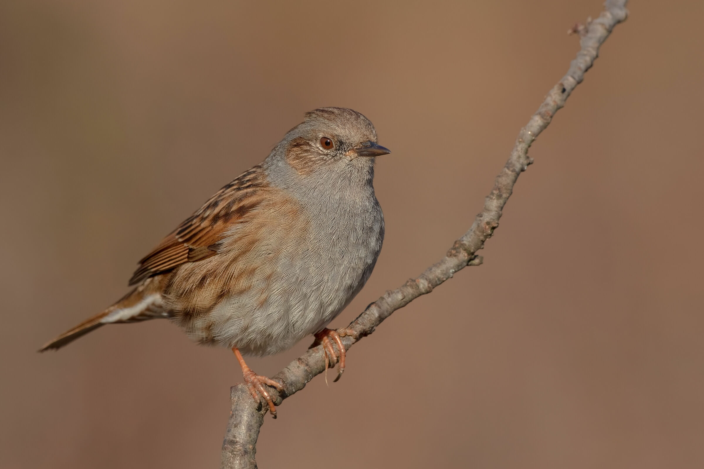 Sparrow scoop (on perch)...