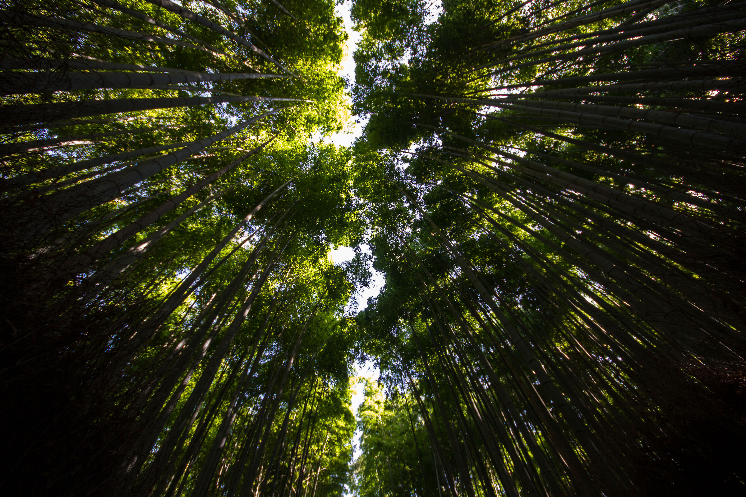 Foresta di bambù di Arashiyama...