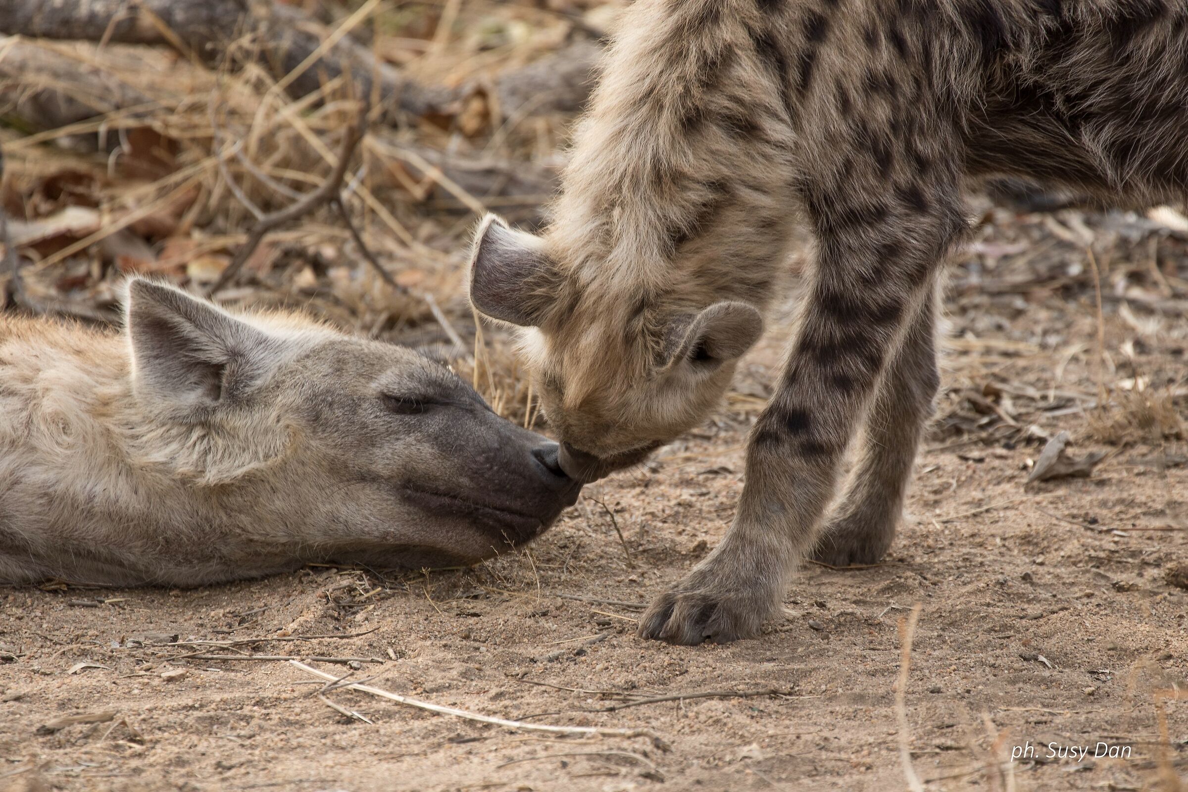 The sweetness of the hyena...