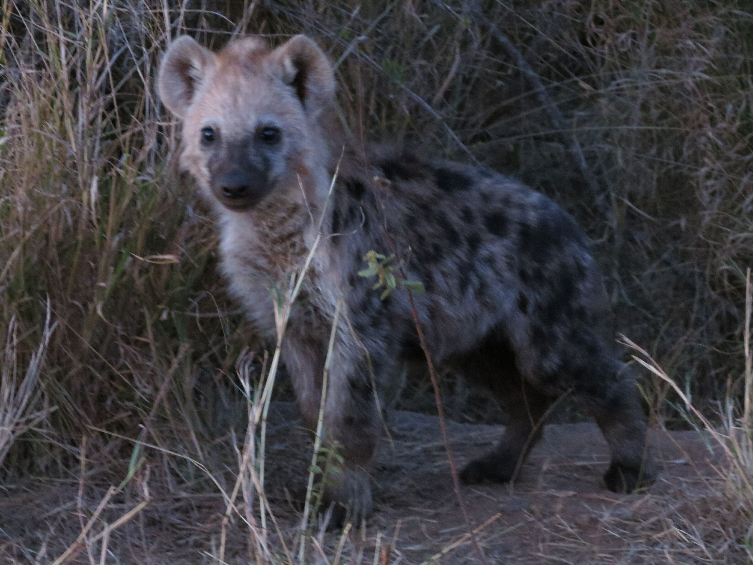 little hyena...