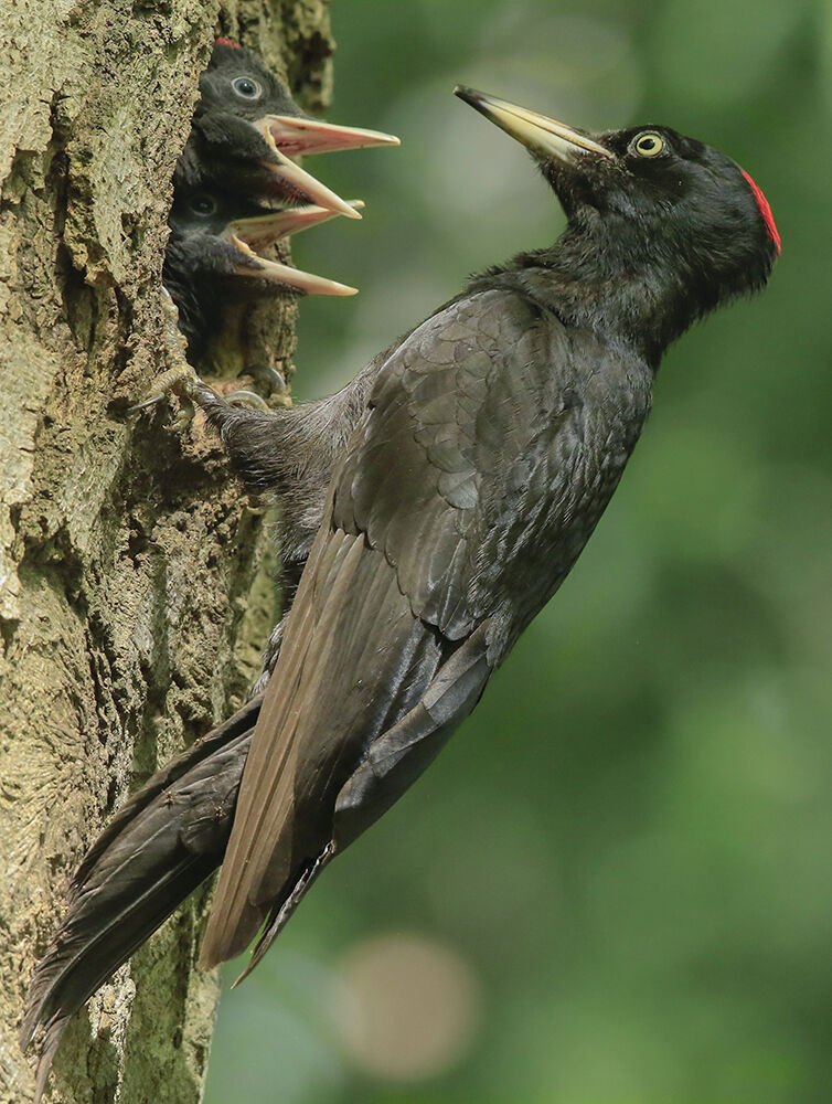 woodpecker black mom...