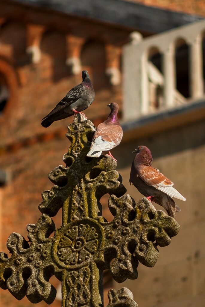 Only three pigeons on the cross...