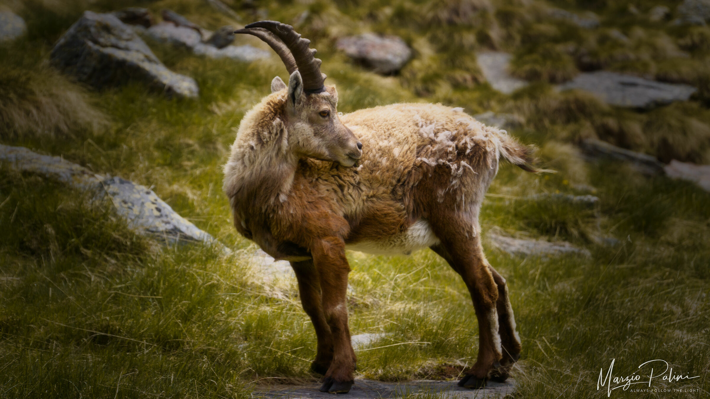 Goat Ibex...