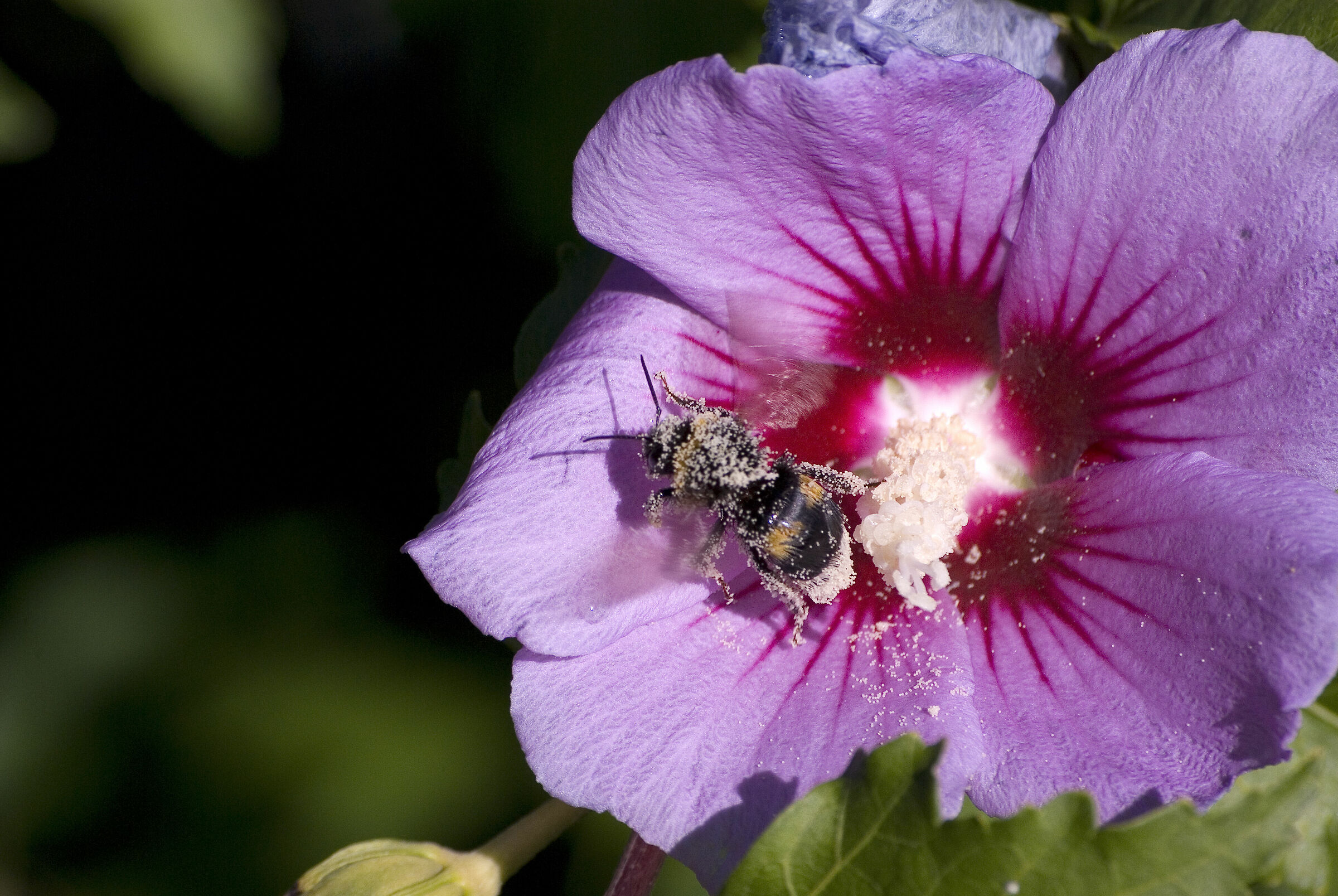 Flower Bee...