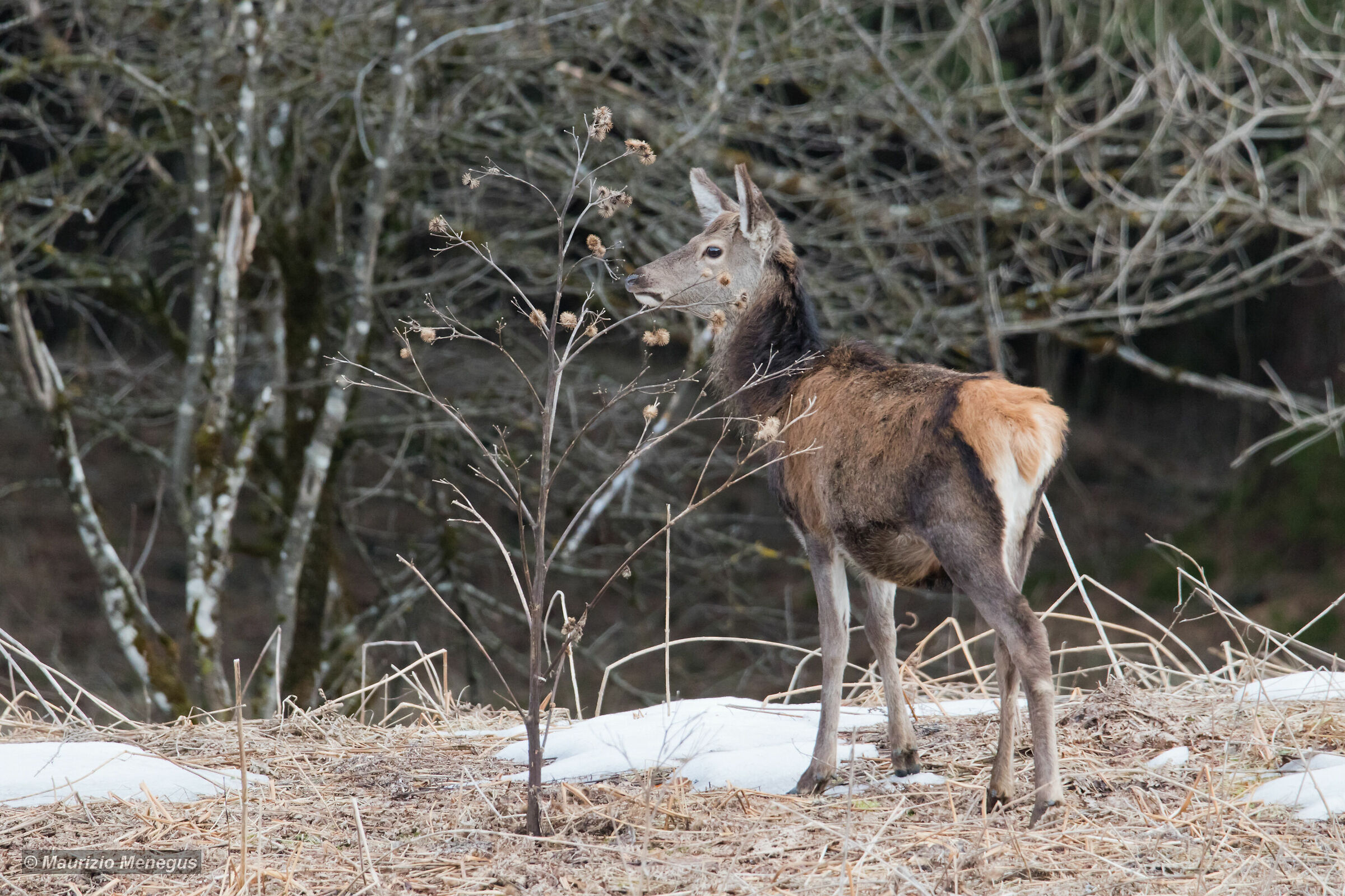 Young male deer in early winter...